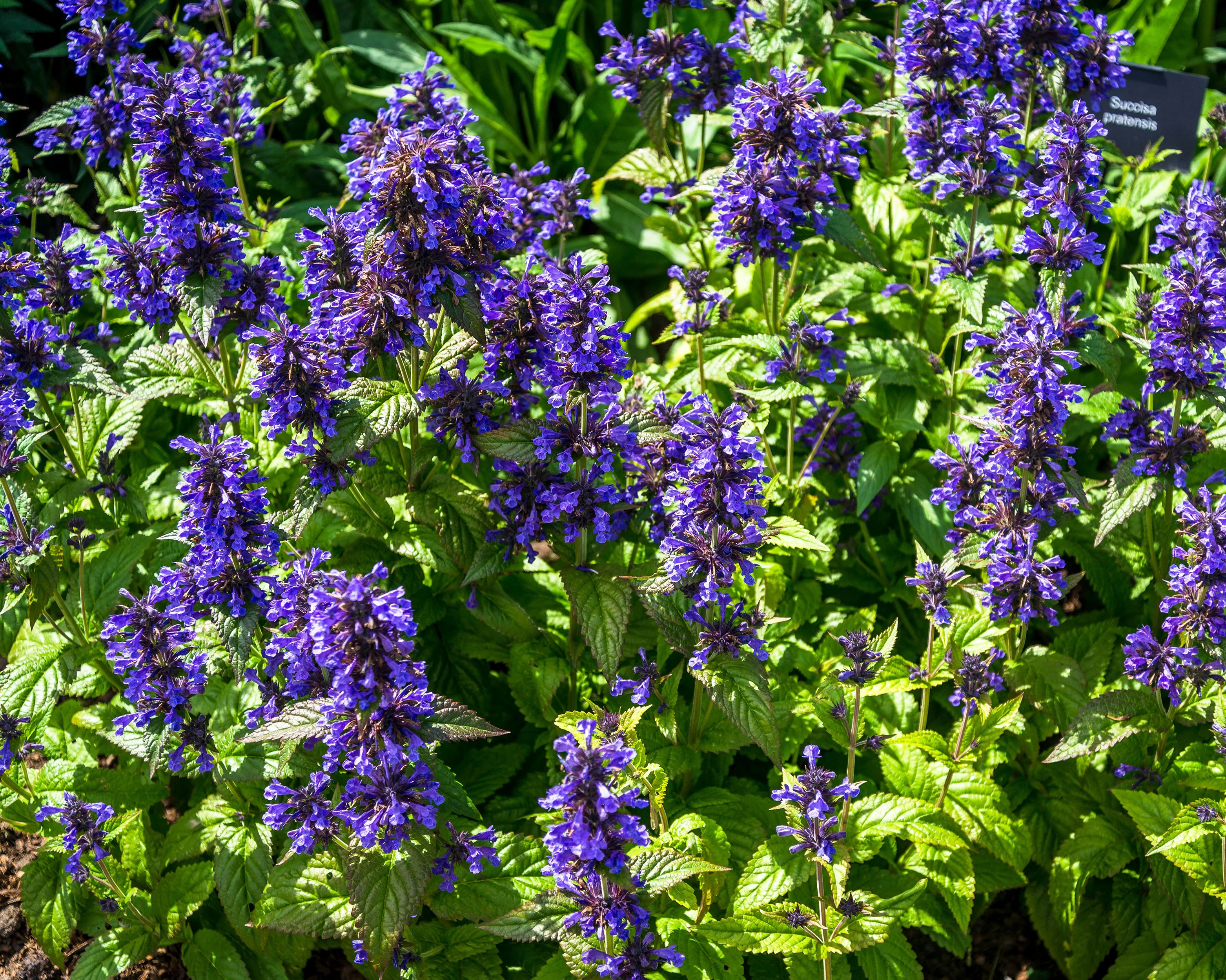 Nepeta 'Neptune Bokratune' - Image 8