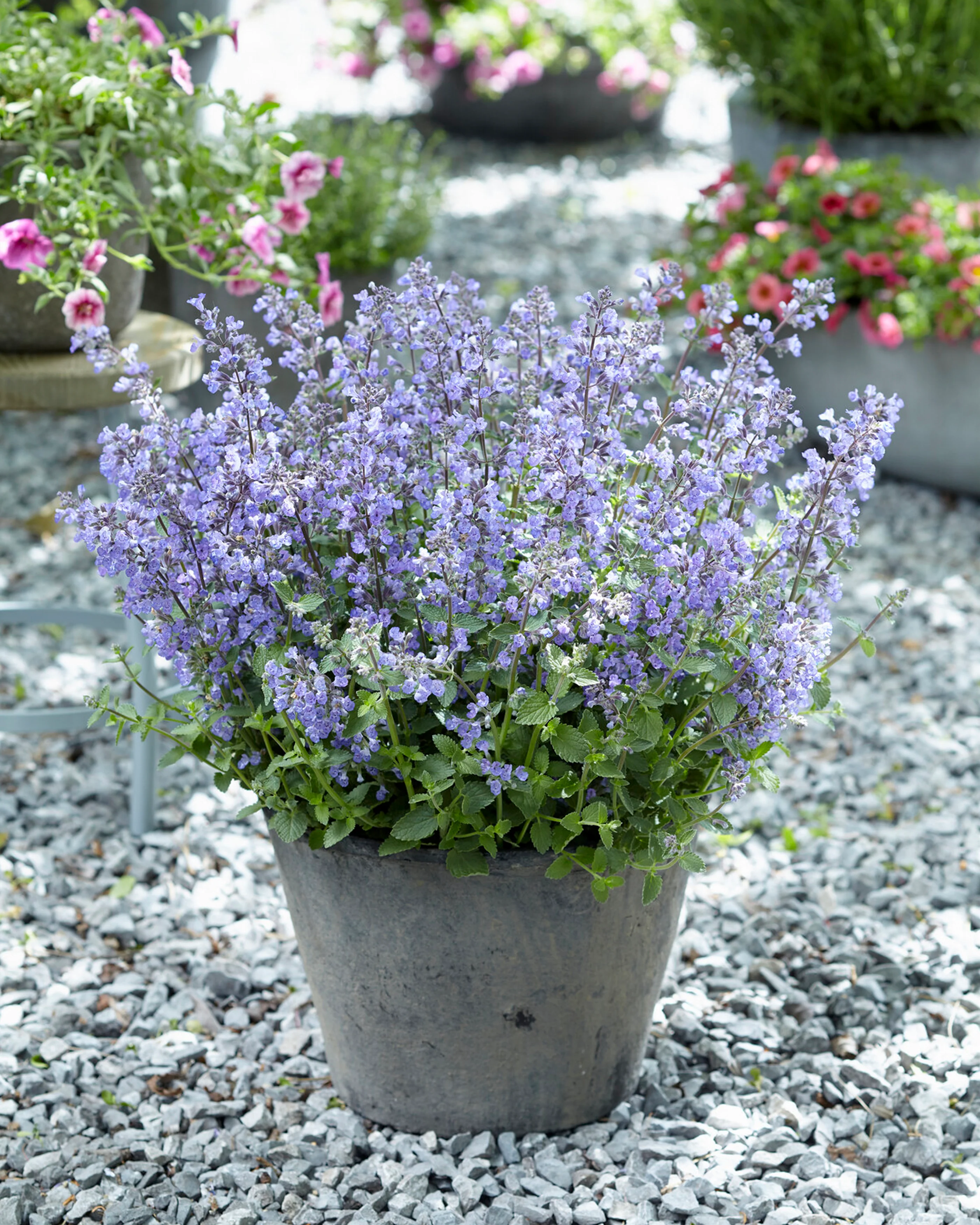 Nepeta 'Purrsian Blue' - Image 3