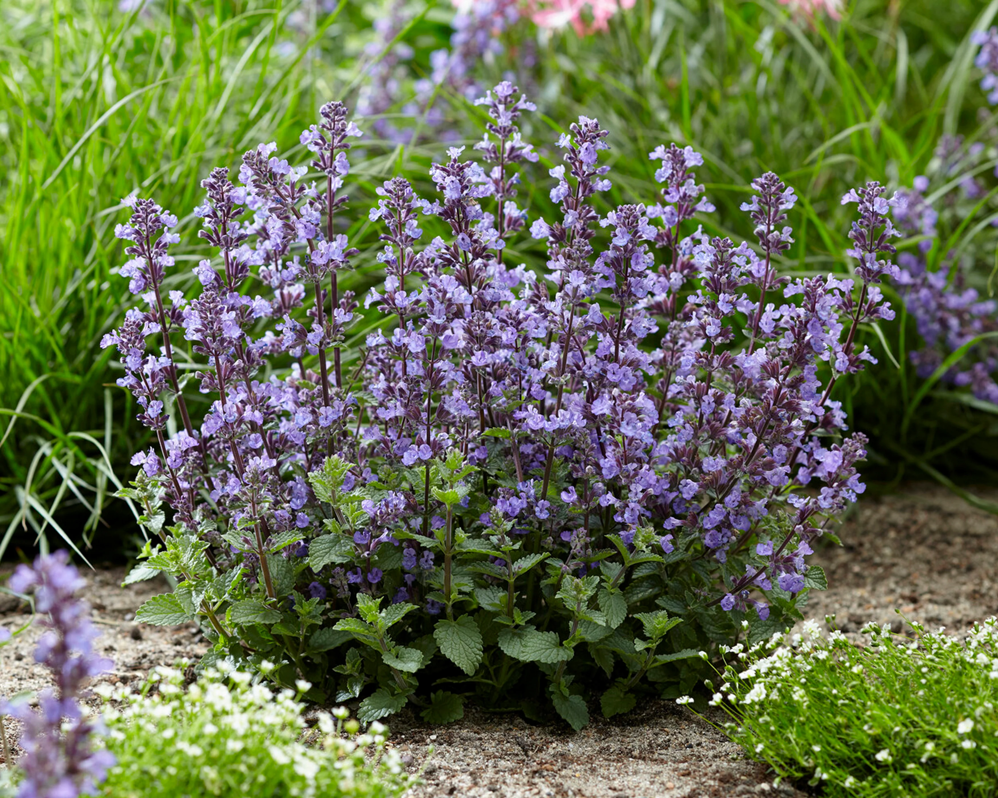 Nepeta 'Purrsian Blue' - Image 4