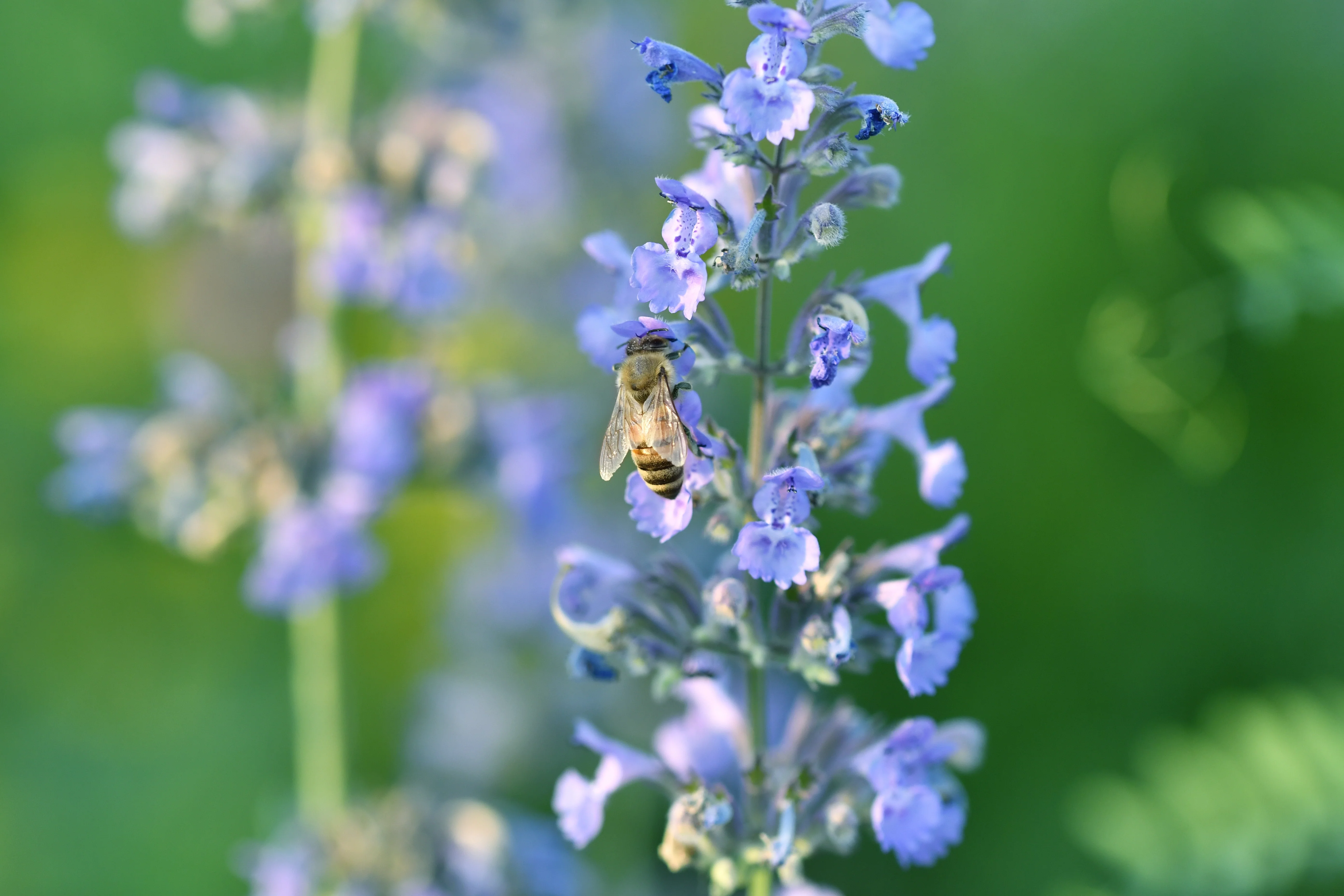 Nepeta 'Purrsian Blue' - Image 5