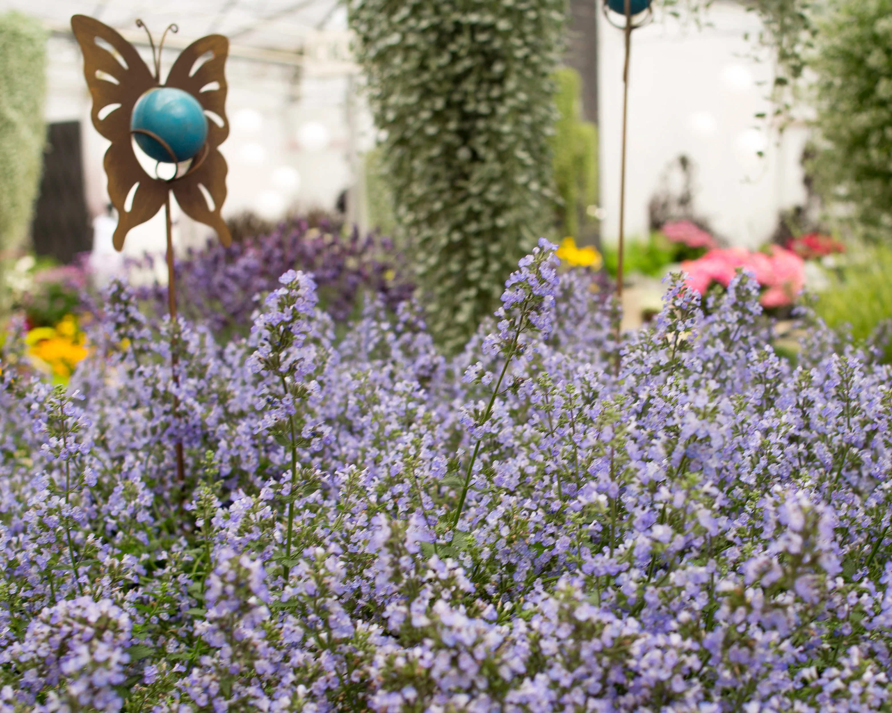 Nepeta 'Purrsian Blue' - Image 8