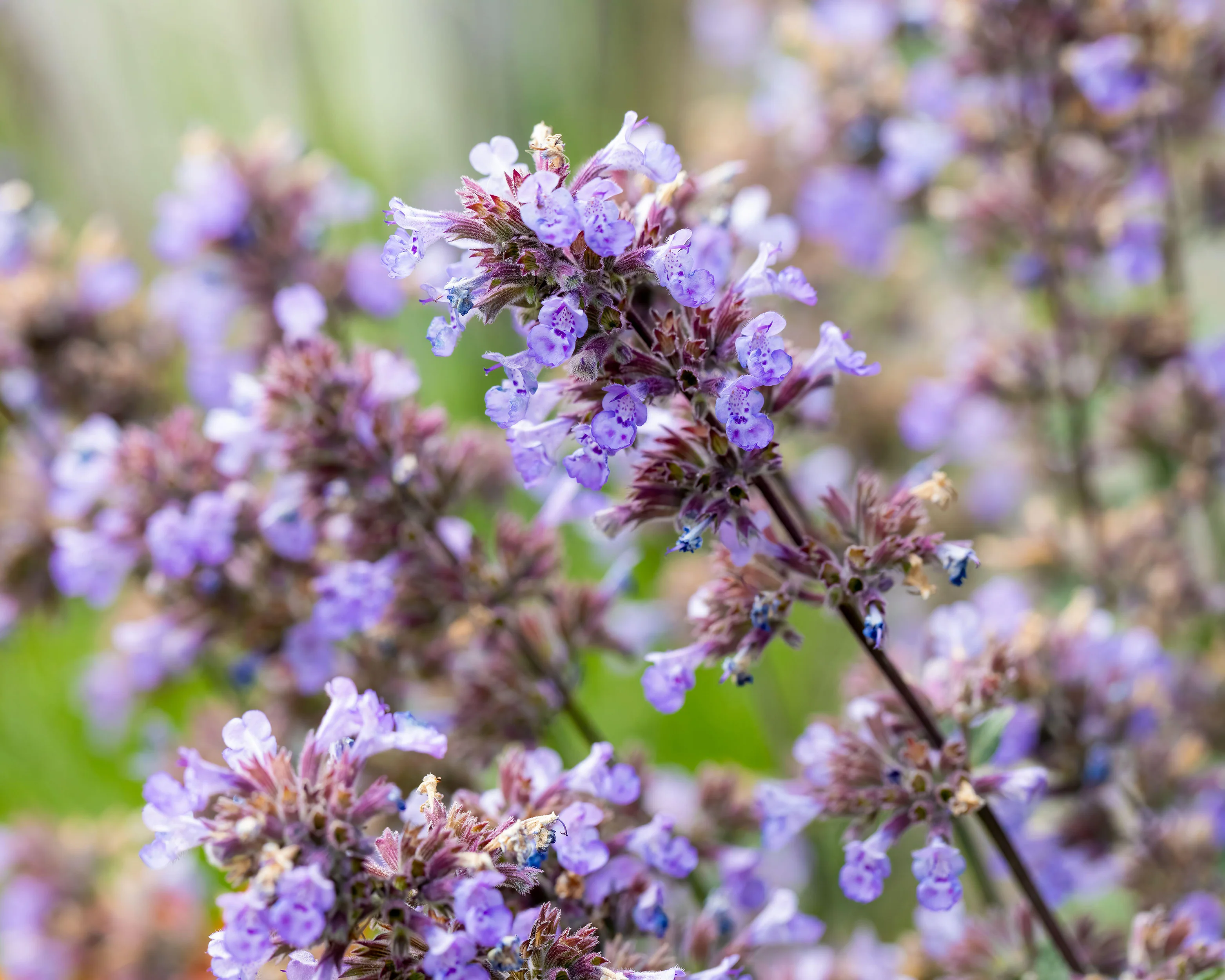 Nepeta 'Purrsian Blue' - Image 9