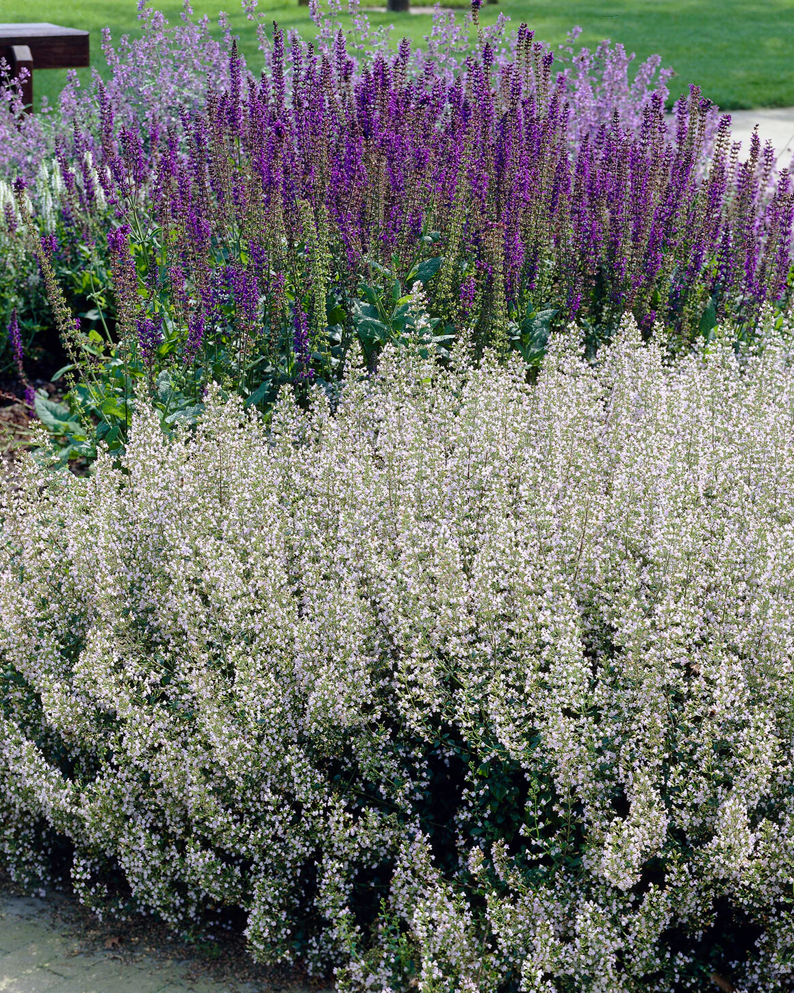 Nepeta 'Snowflake' - Image 2