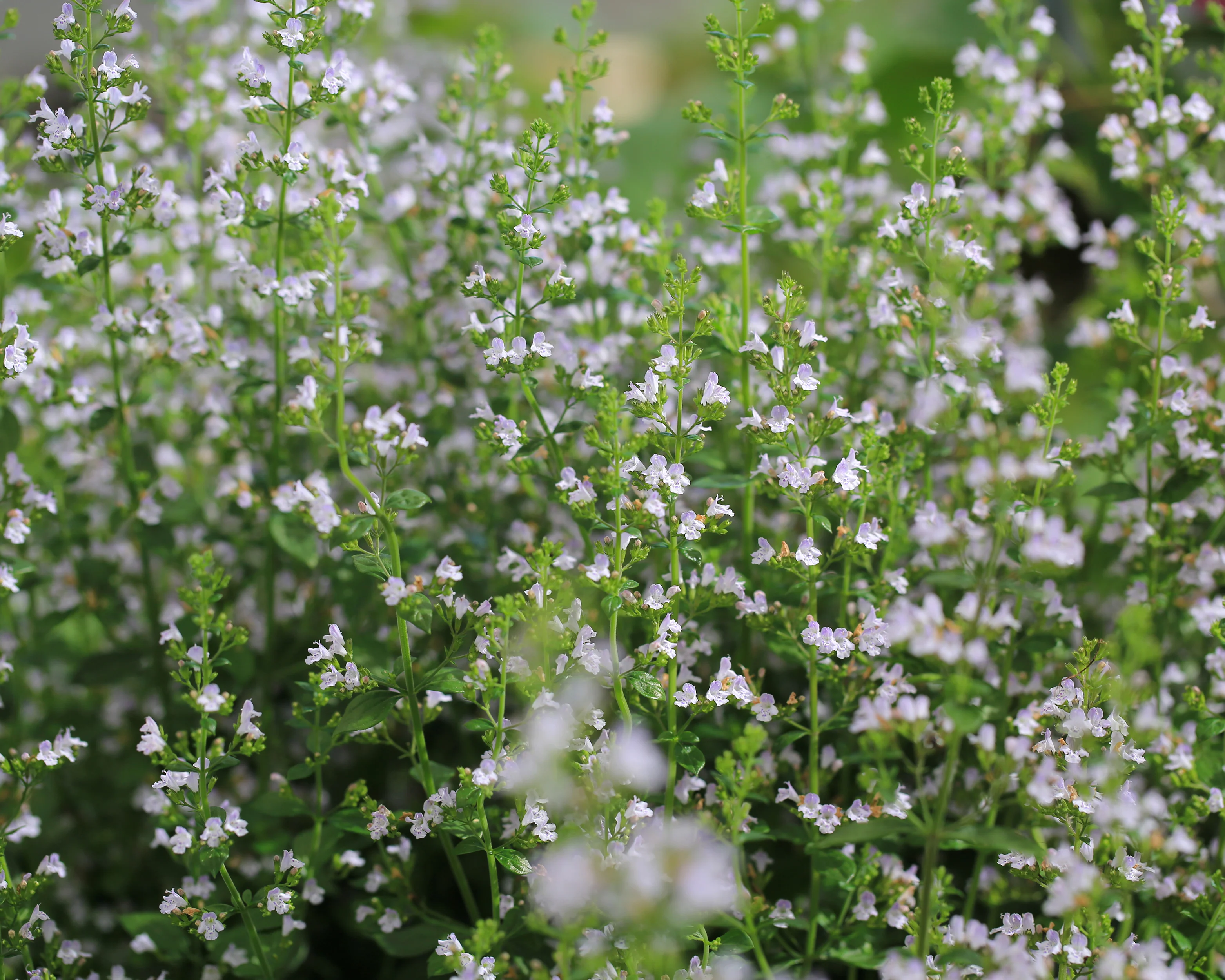 Nepeta 'Snowflake' - Image 4