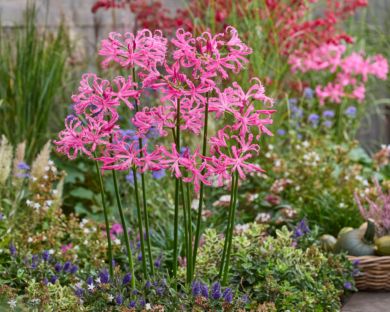 Nerine bowdenii - Image 2