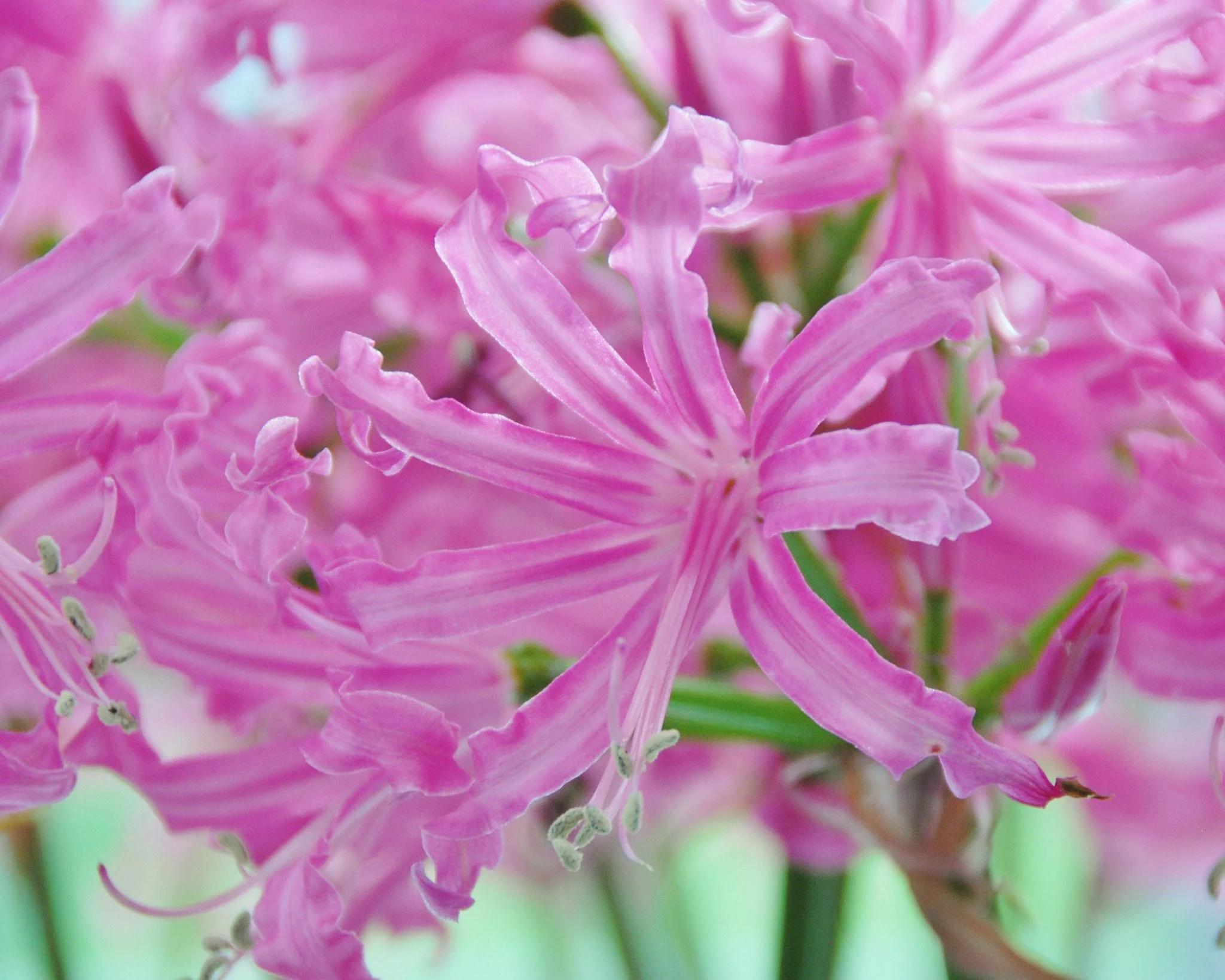 Nerine bowdenii - Image 5