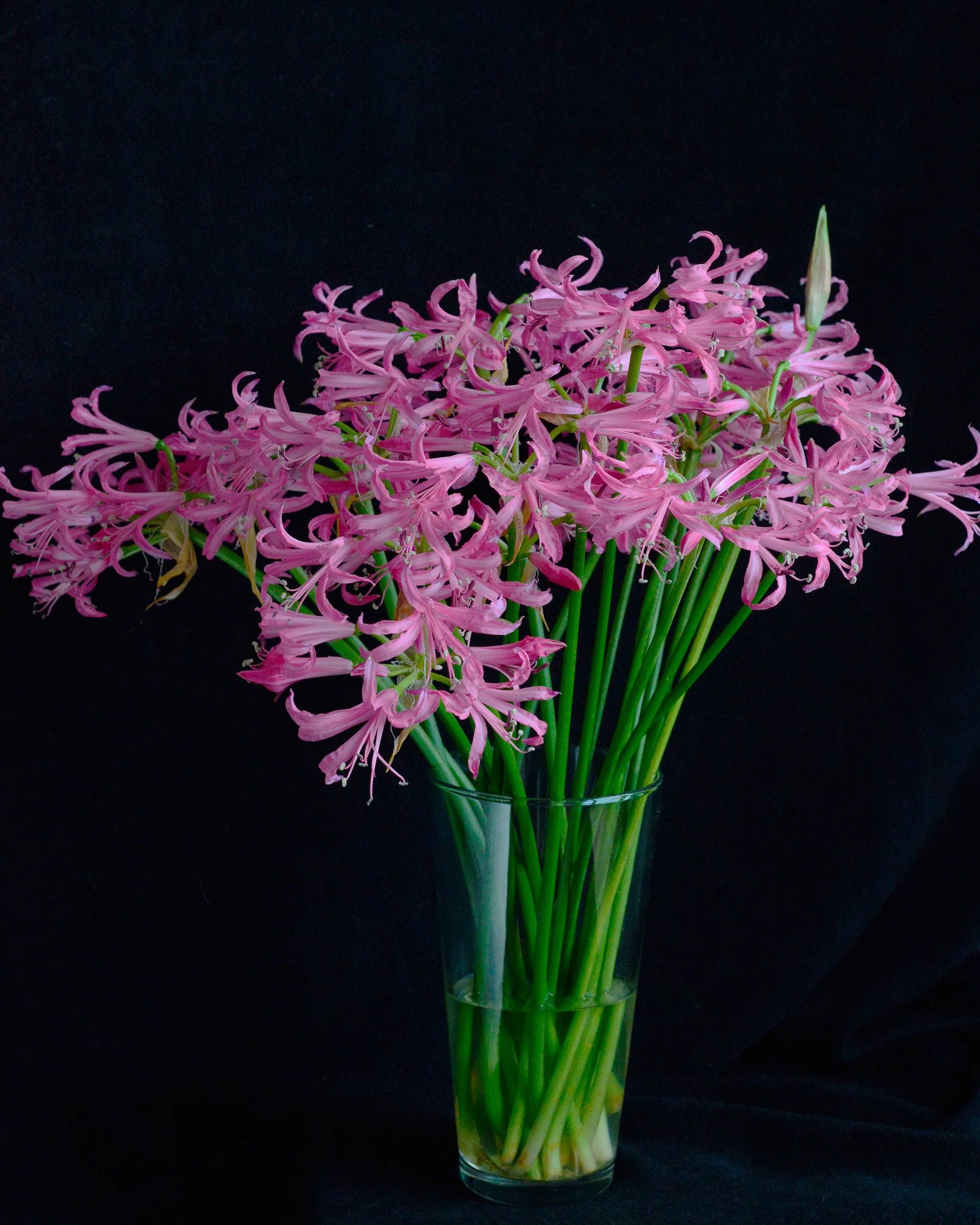Nerine bowdenii - Image 6