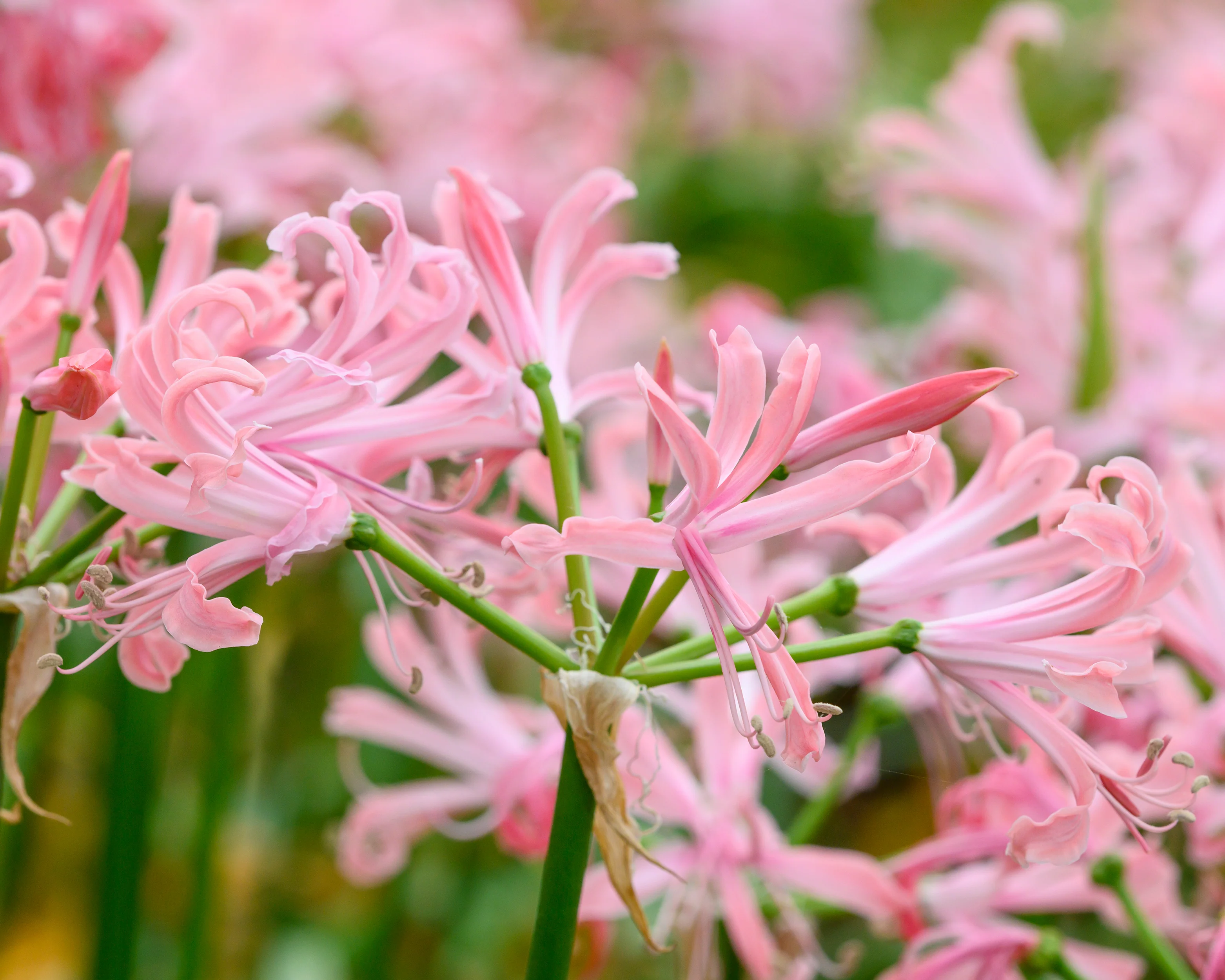 Nerine 'Flügel' - Image 2