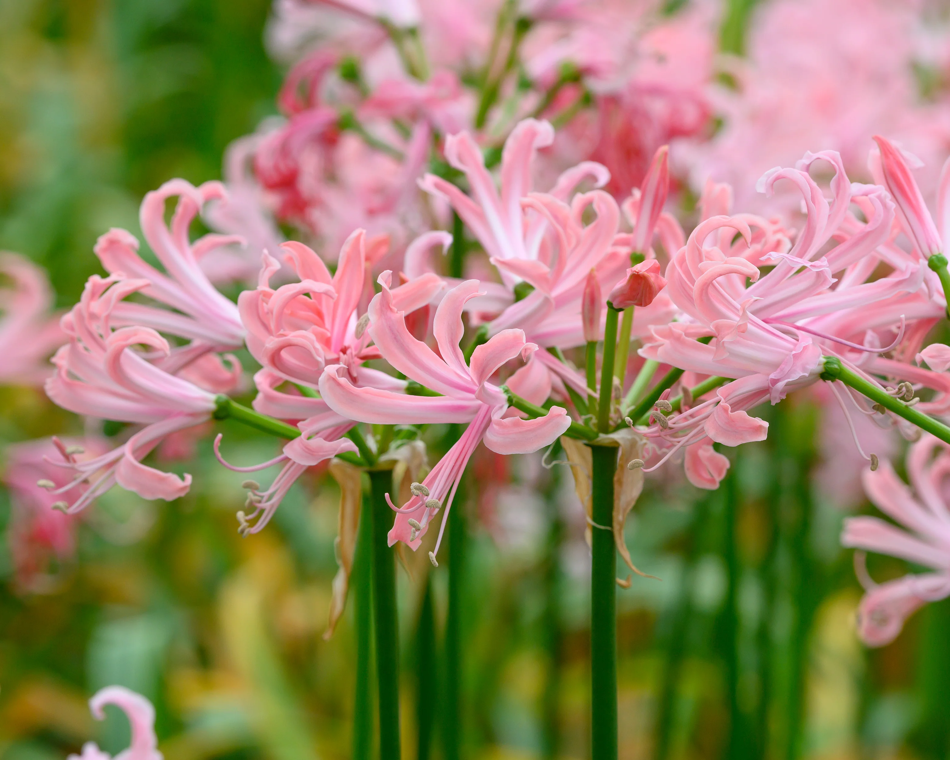 Nerine 'Flügel' - Image 4