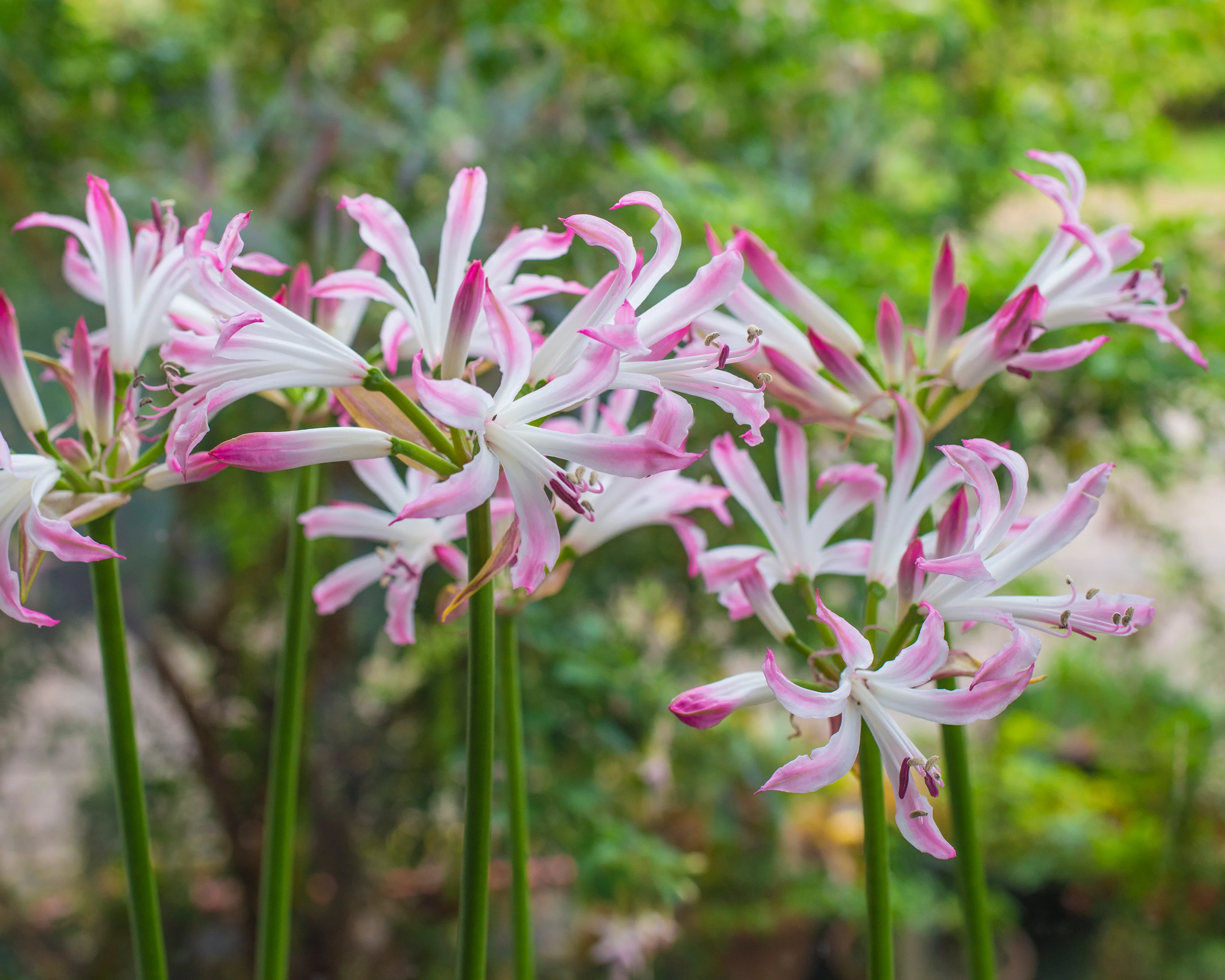 Nerine 'Lipstick' - Image 10