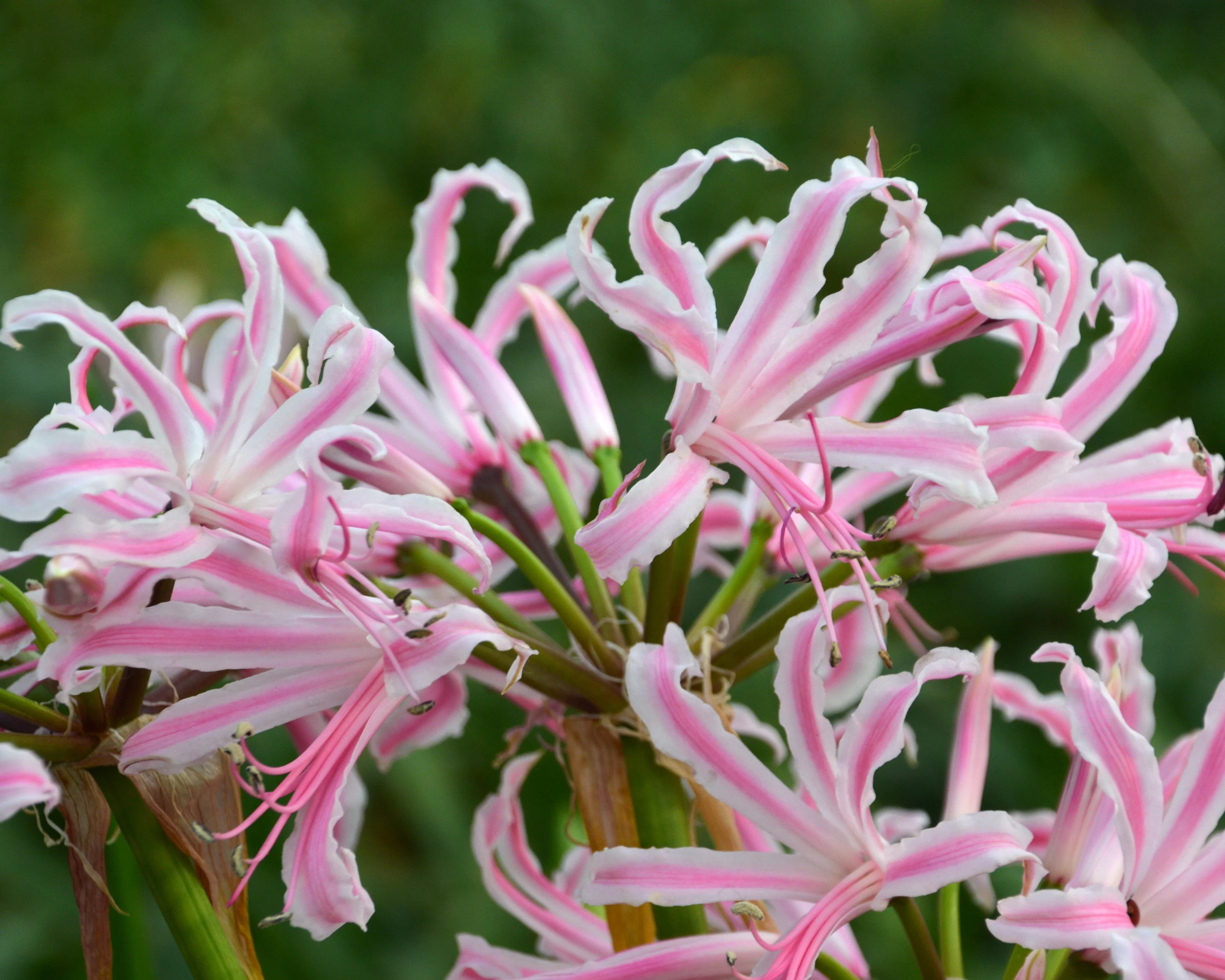 Nerine 'Lipstick' - Image 3
