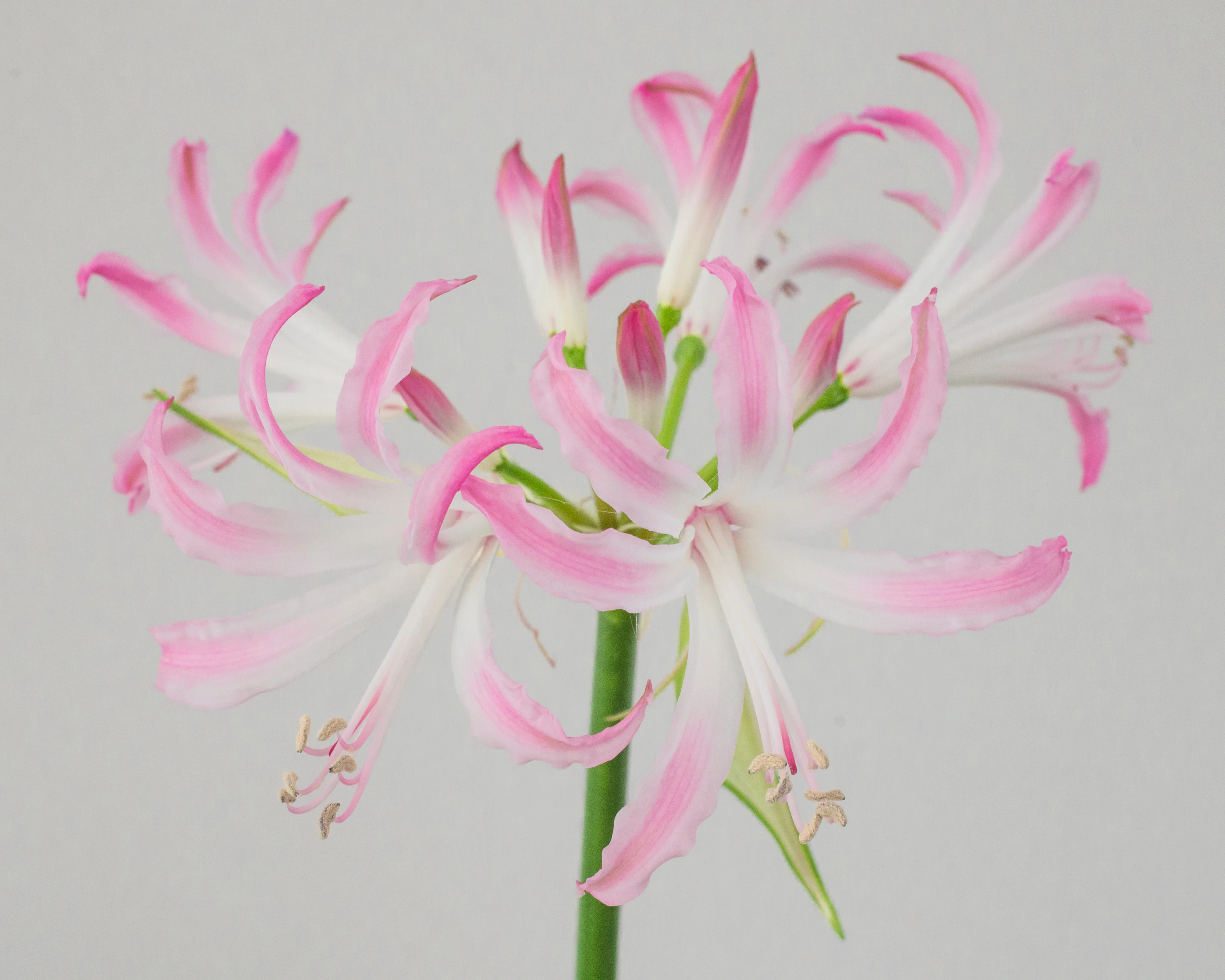 Nerine 'Lipstick' - Image 4