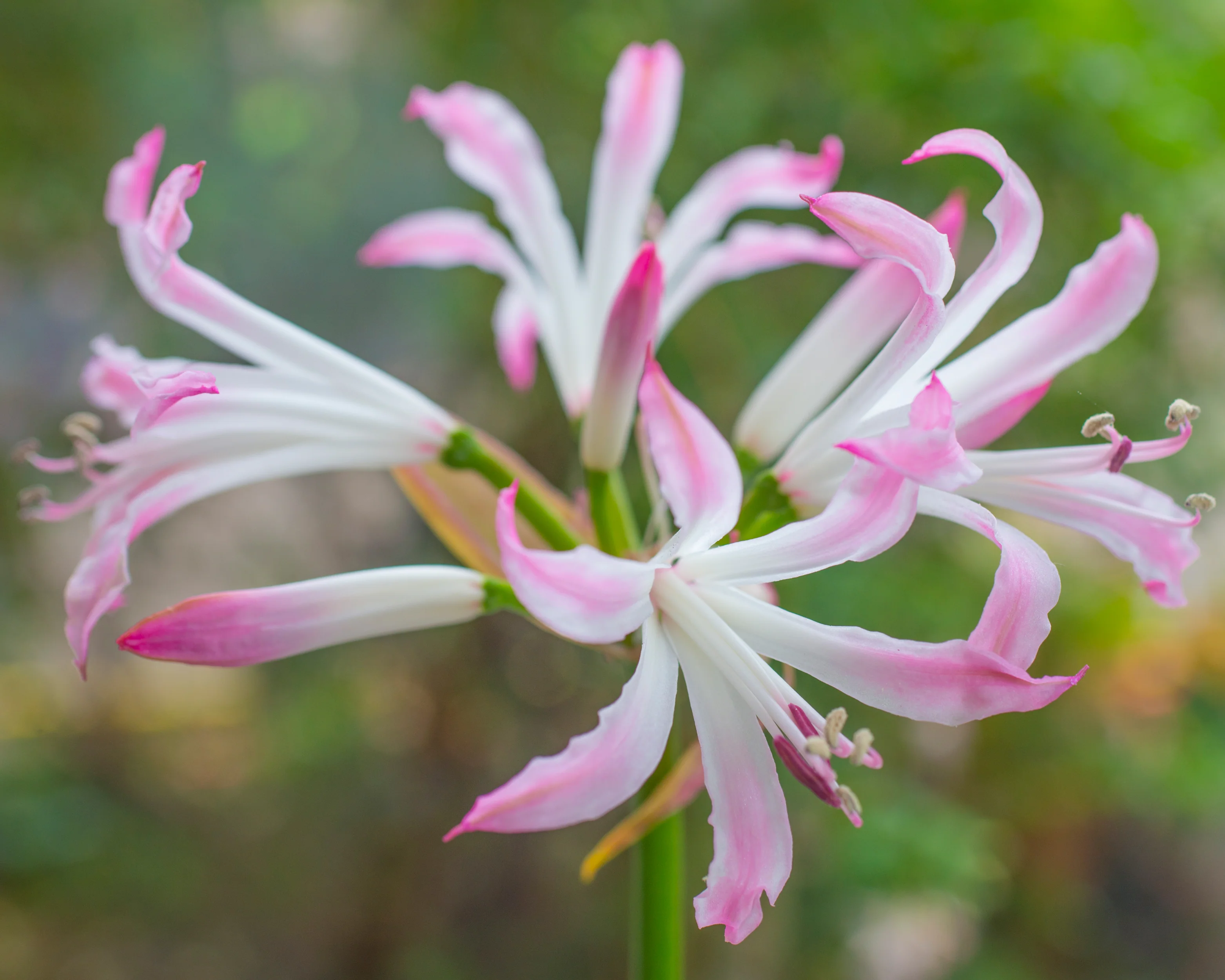 Nerine 'Lipstick' - Image 5