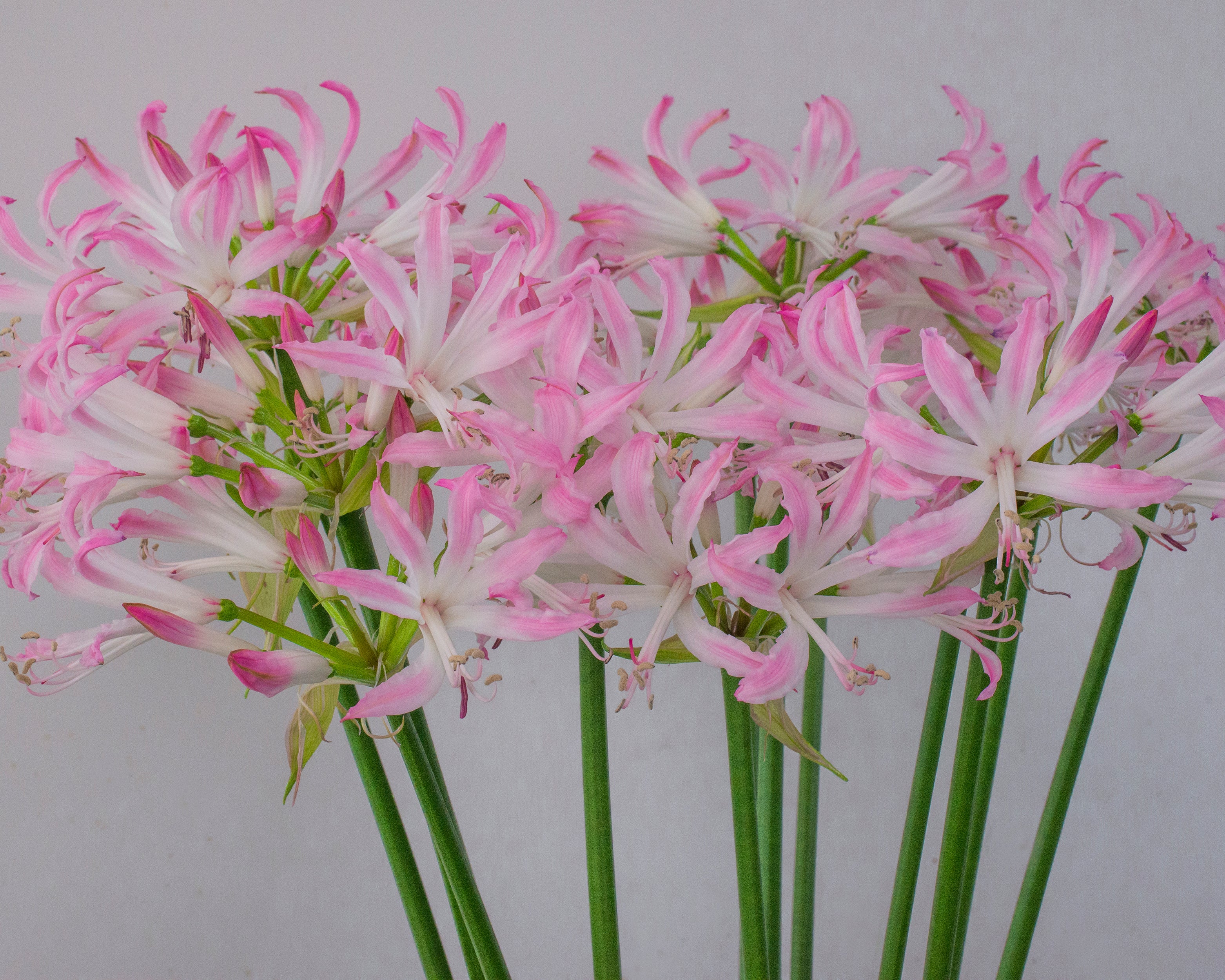 Nerine 'Lipstick' - Image 7