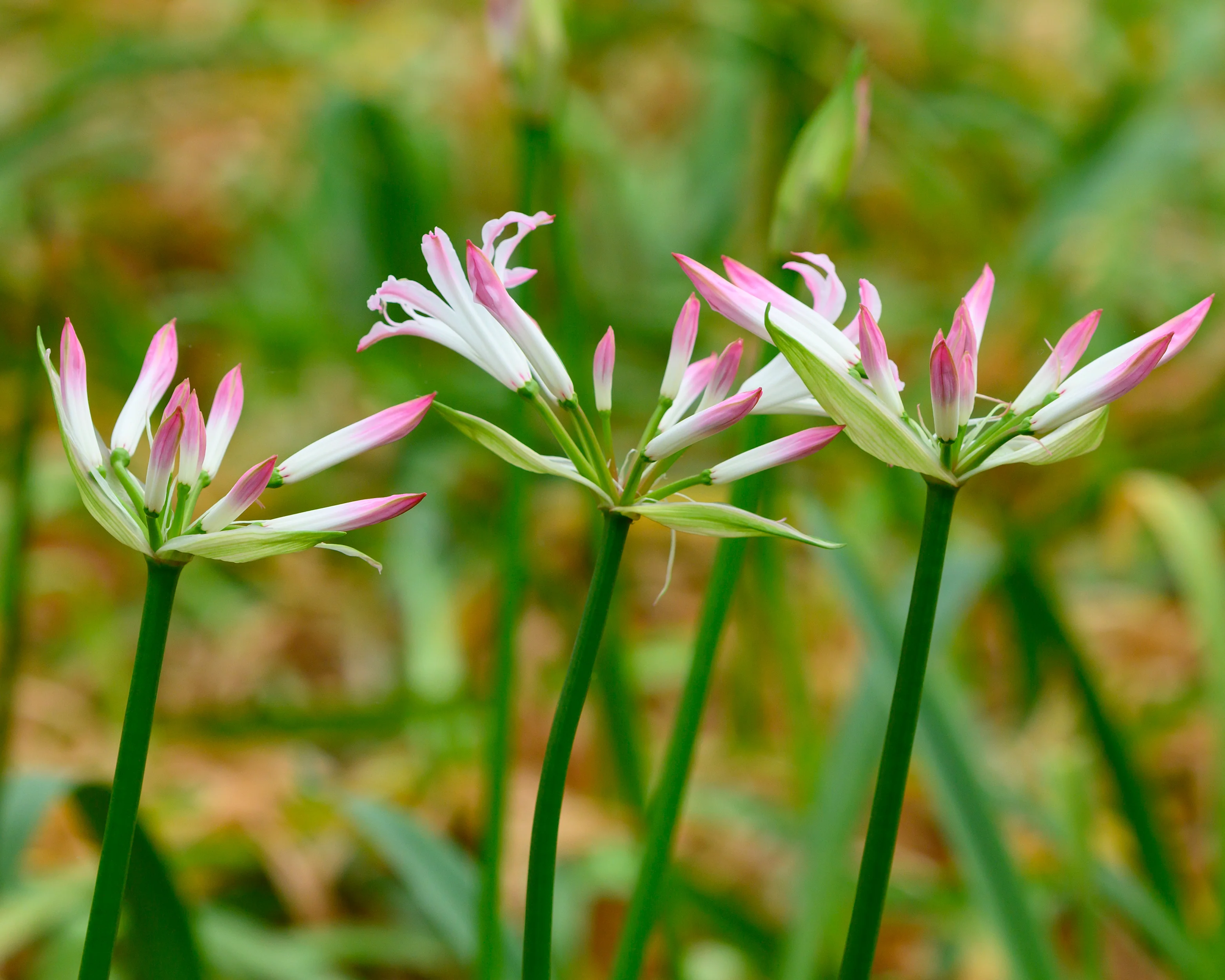Nerine 'Lipstick' - Image 8