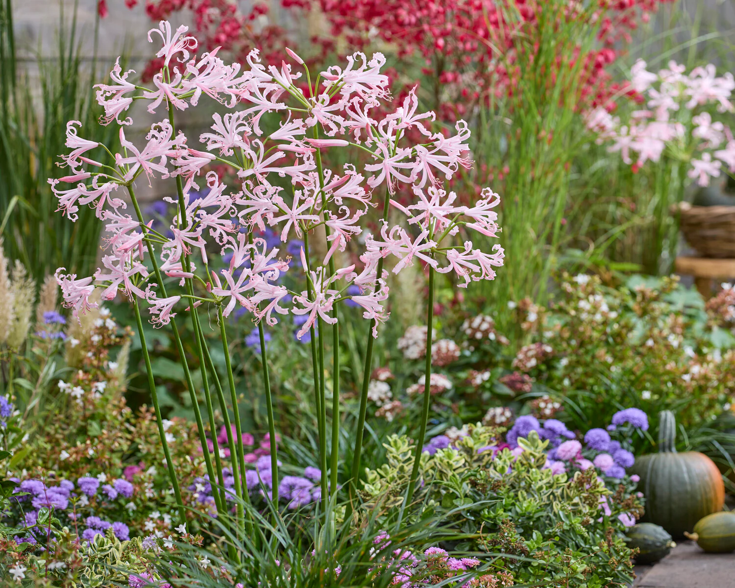 Nerine 'Vesta' - Image 2