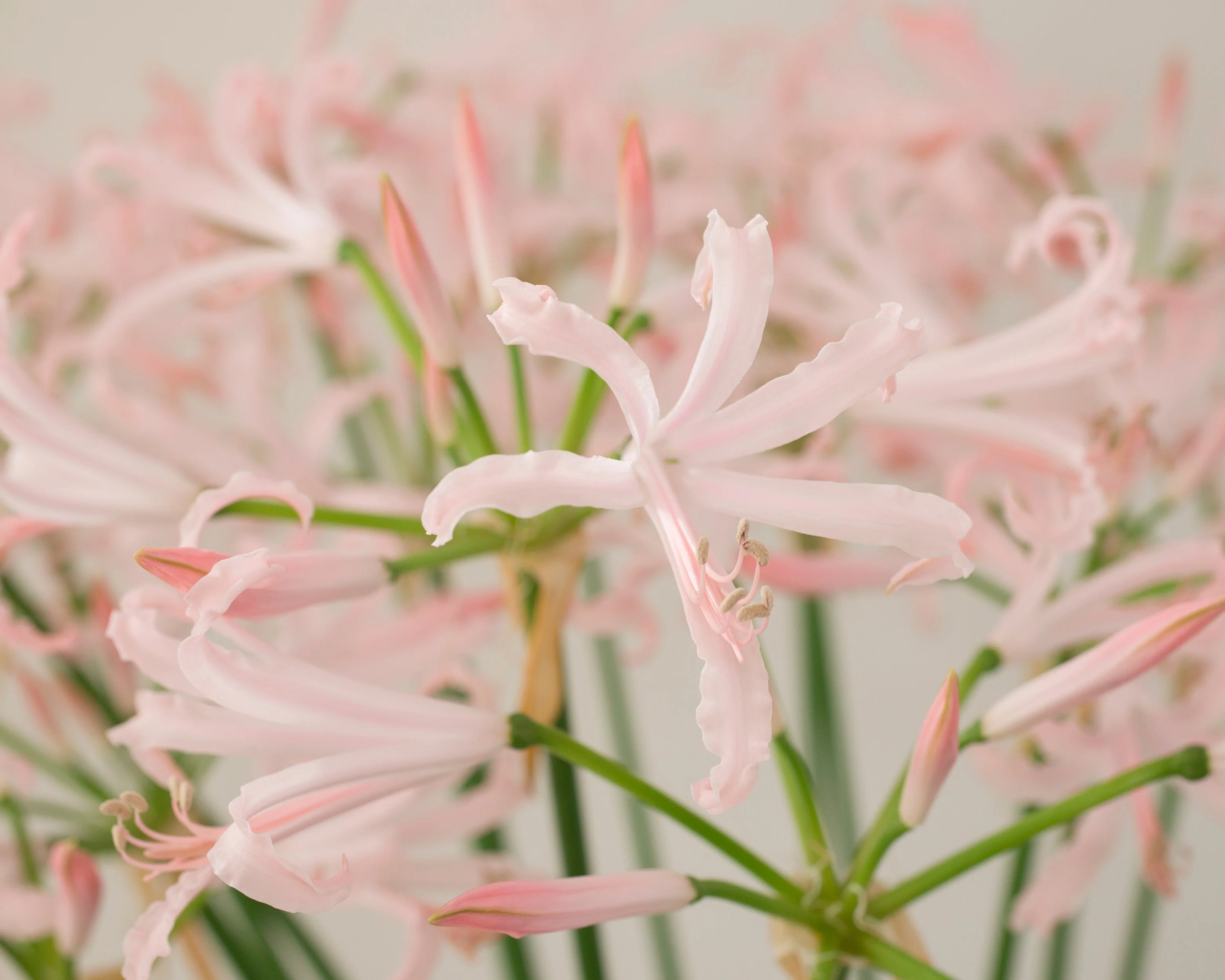 Nerine 'Vesta' - Image 3
