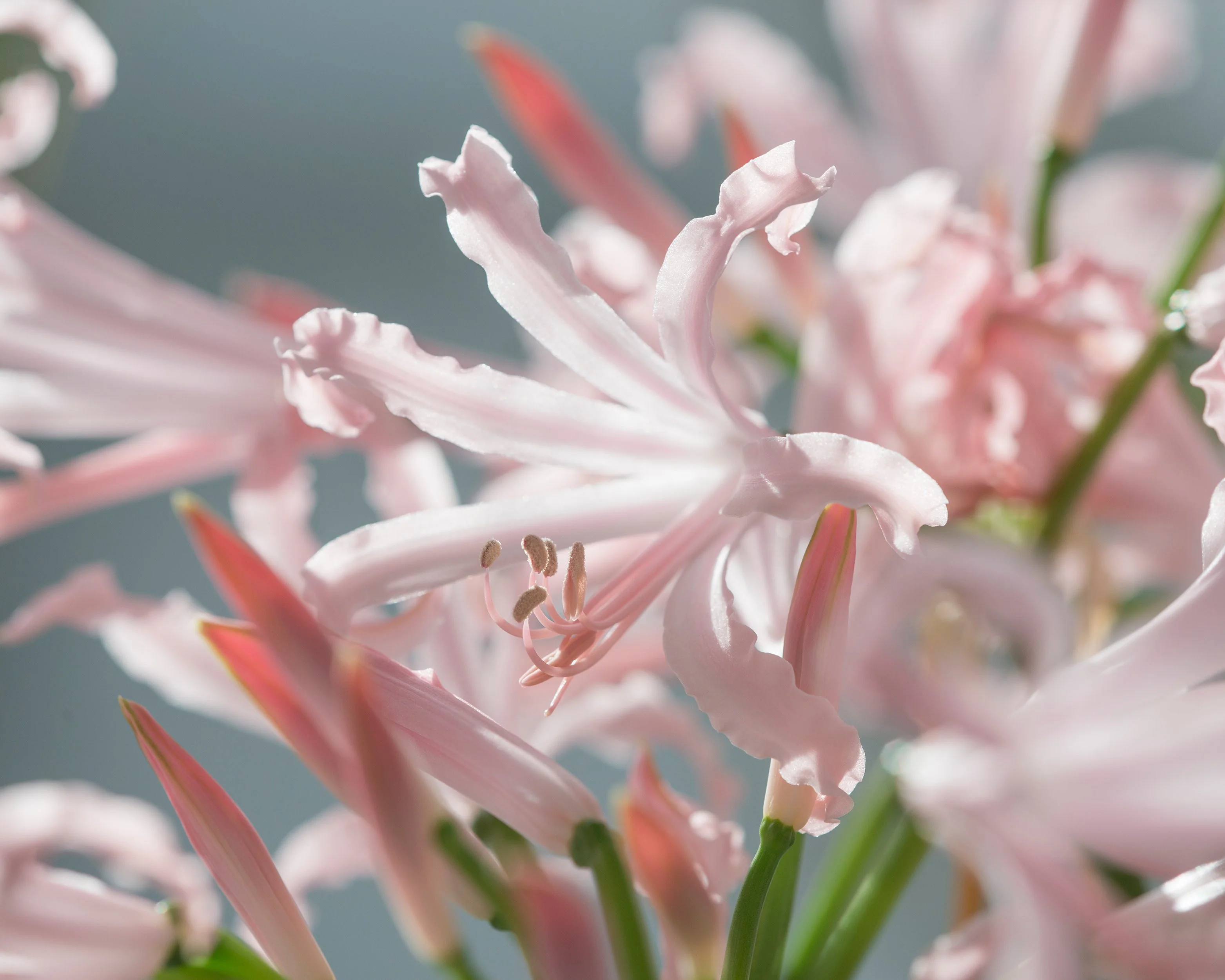 Nerine 'Vesta' - Image 7