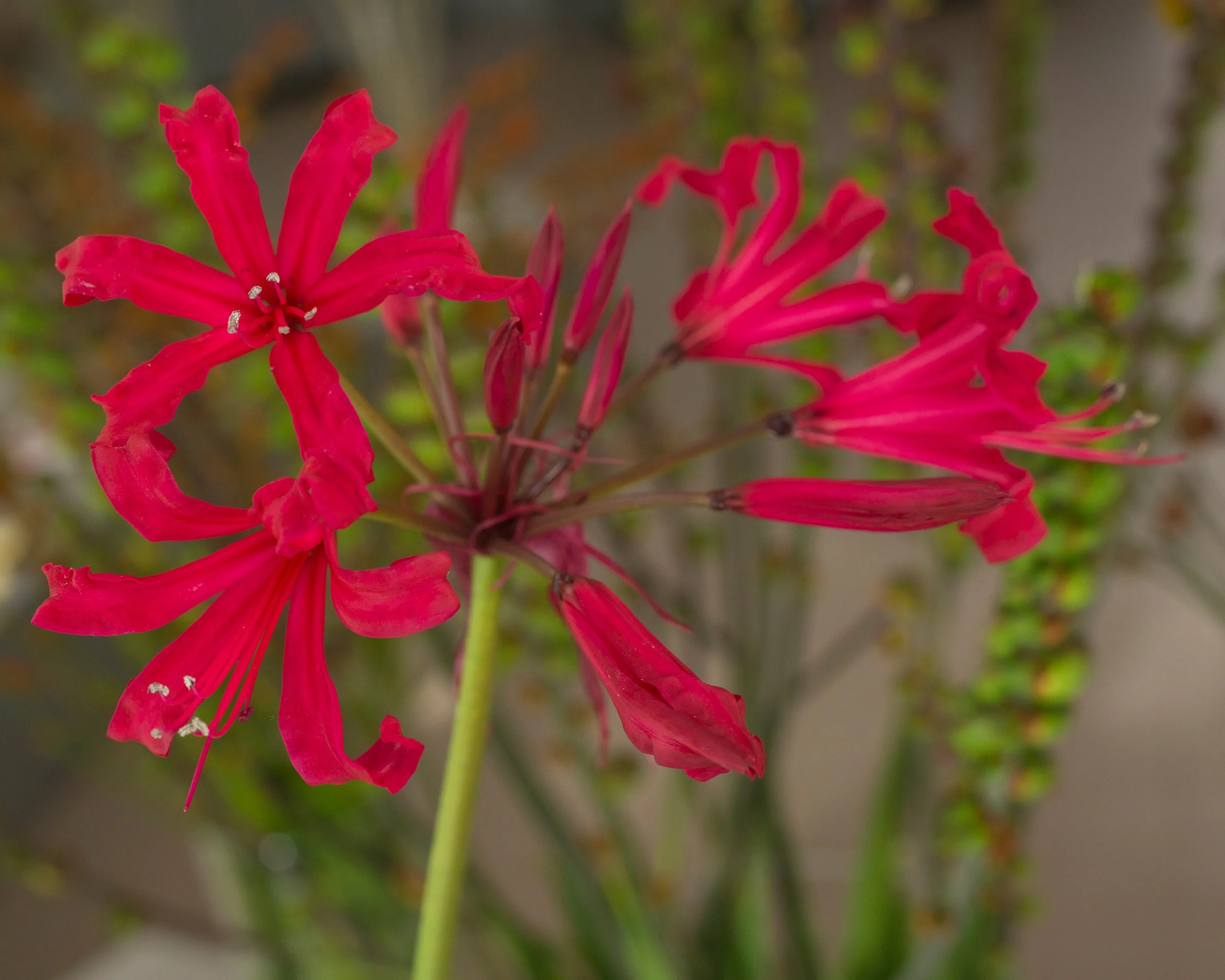 Nerine 'Mr John' - Image 3