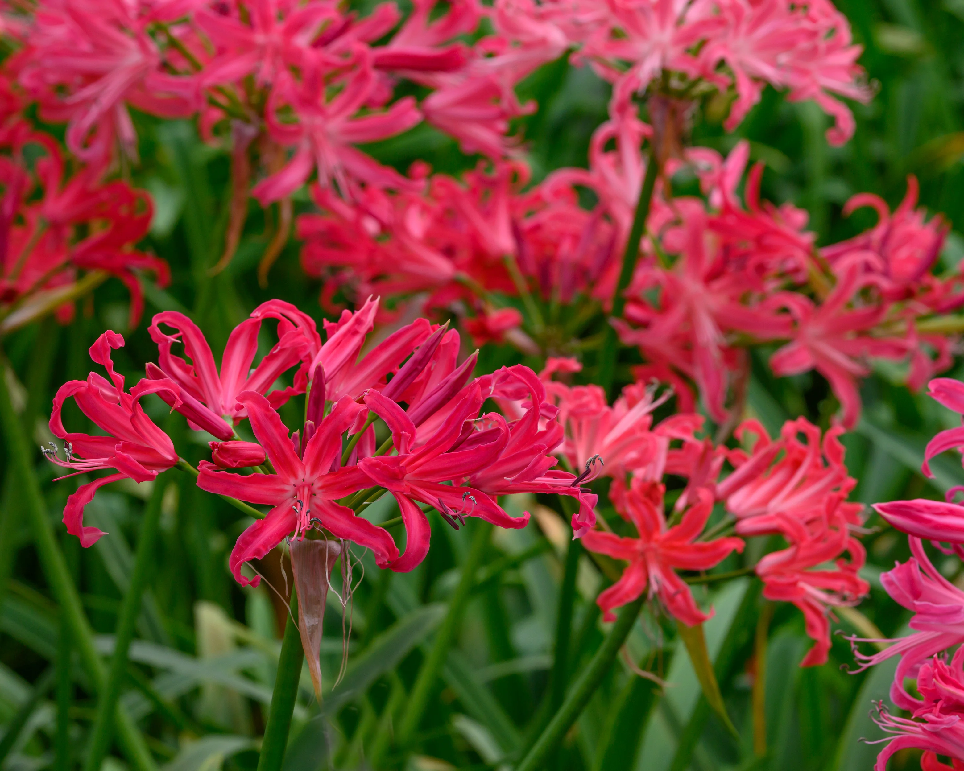 Nerine 'Pearls of Cherry' - Image 3