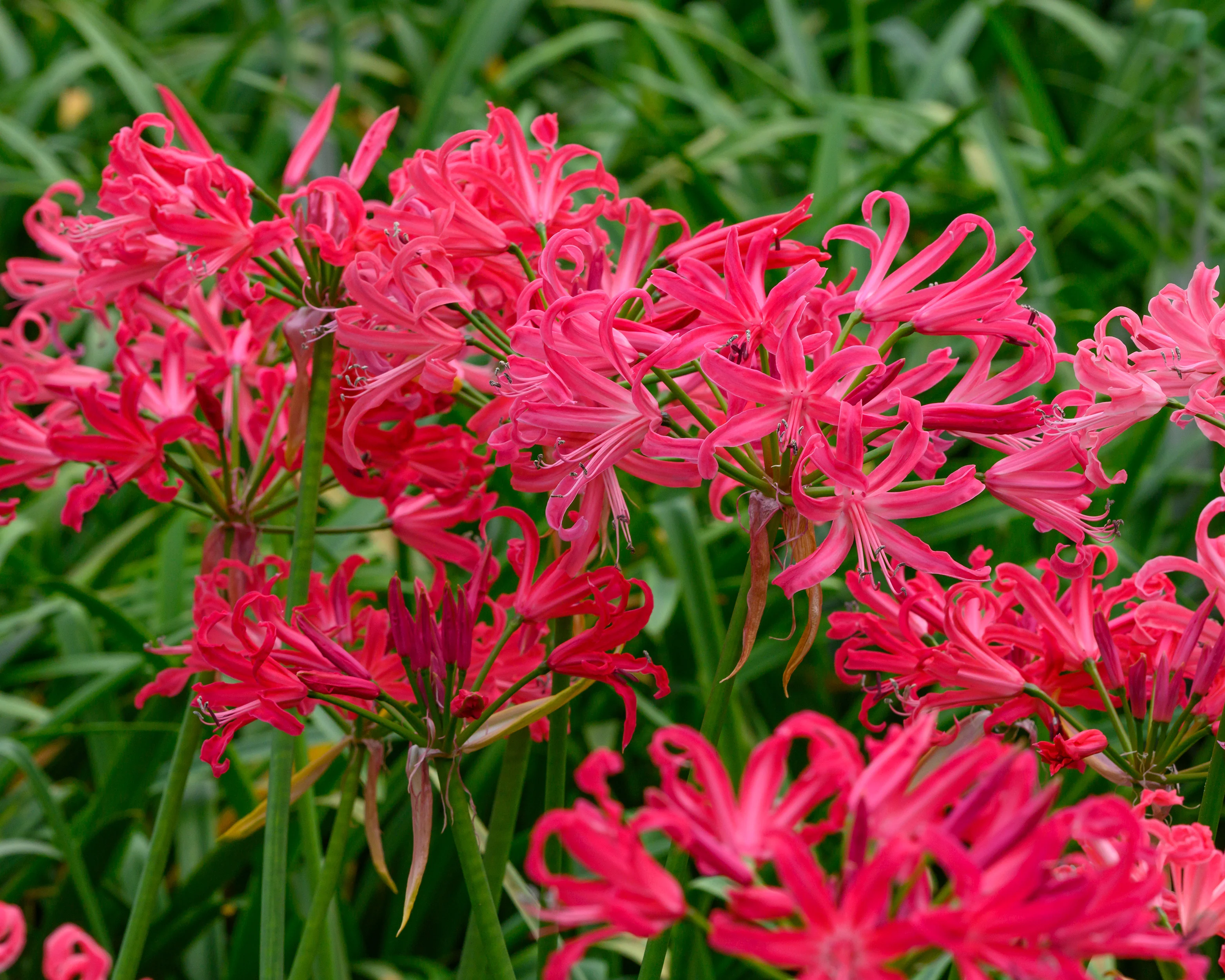 Nerine 'Pearls of Cherry' - Image 4