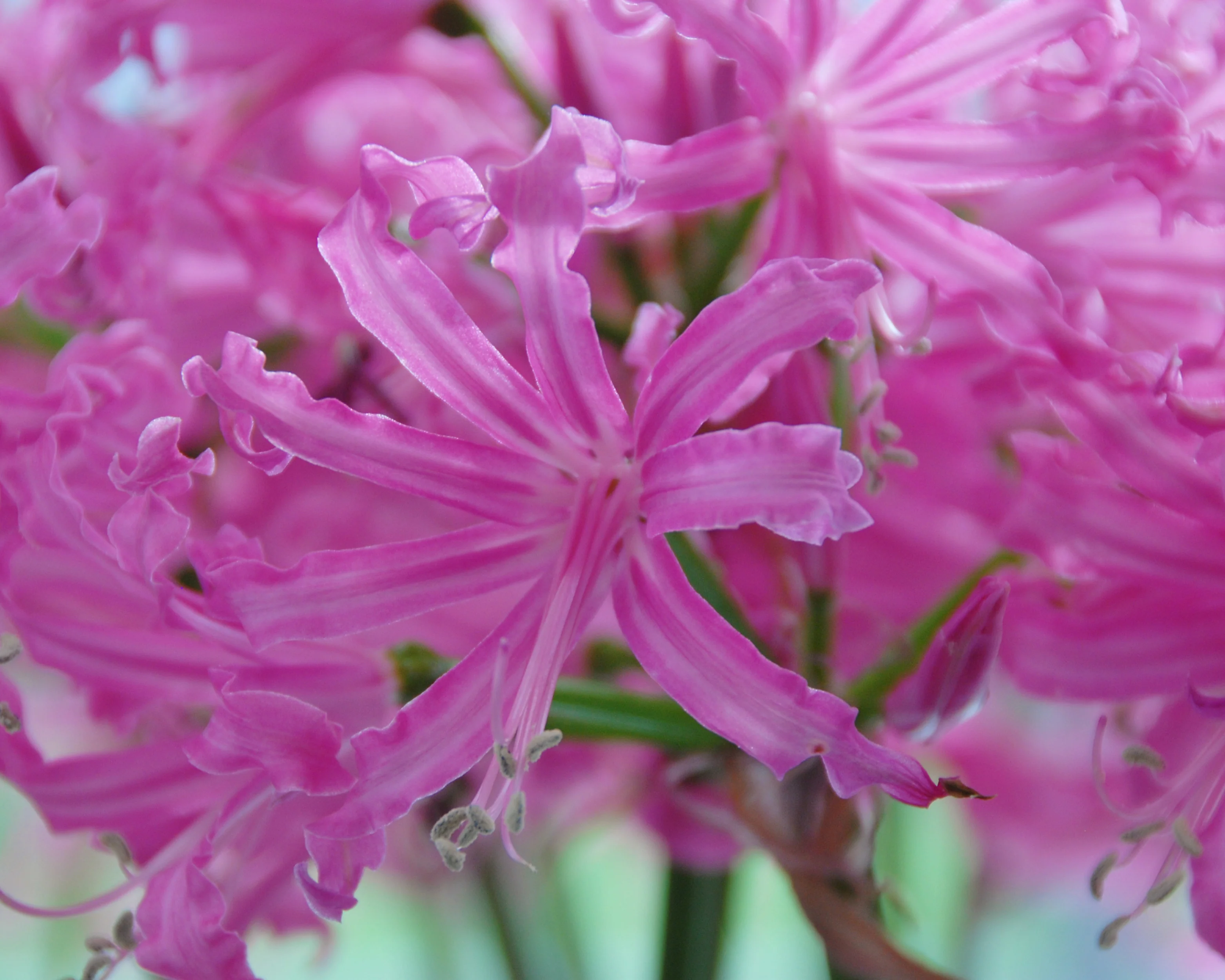 Nerine 'Isabel' - Image 4