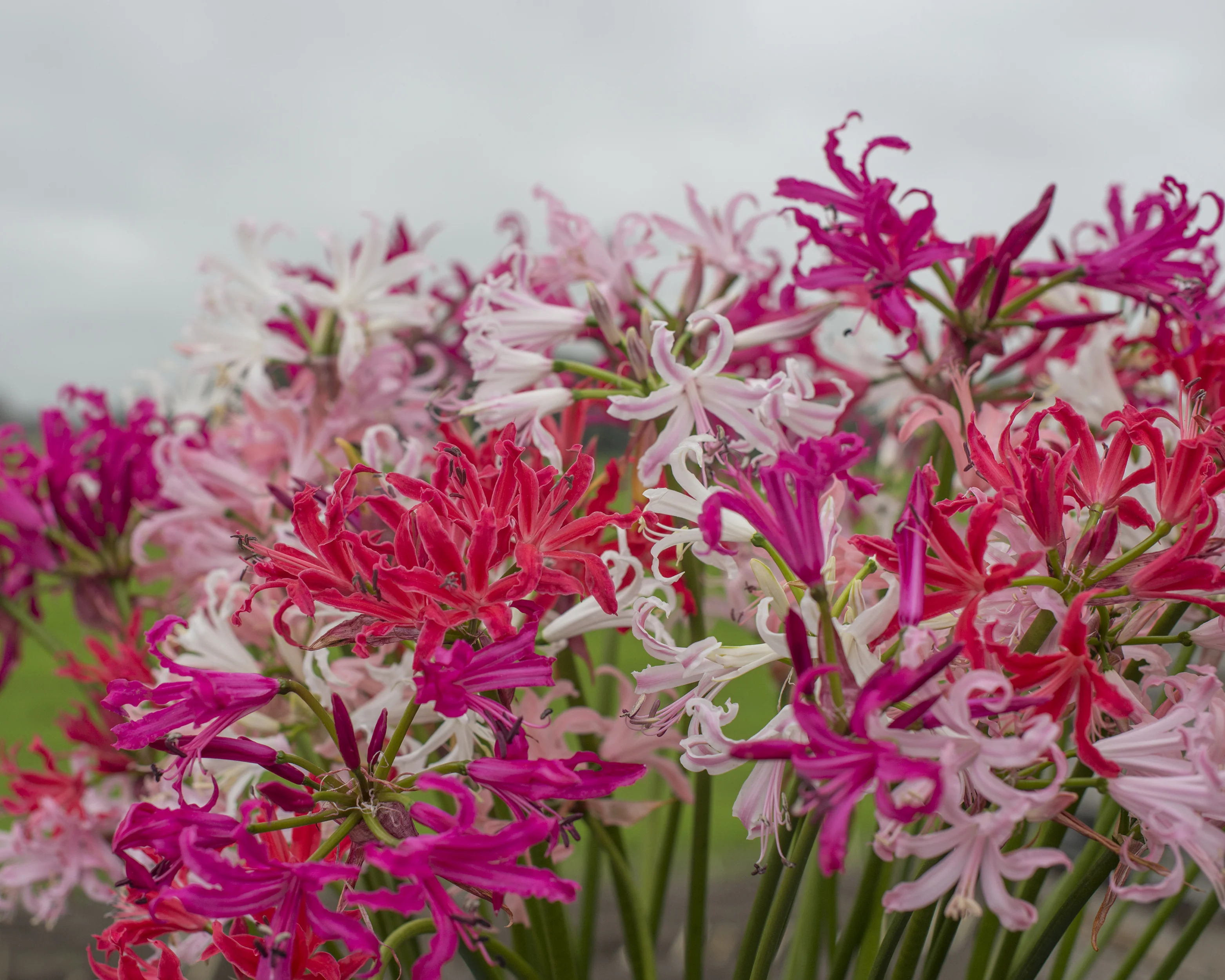 Nerine 'Select Breeders Mix' - Image 3