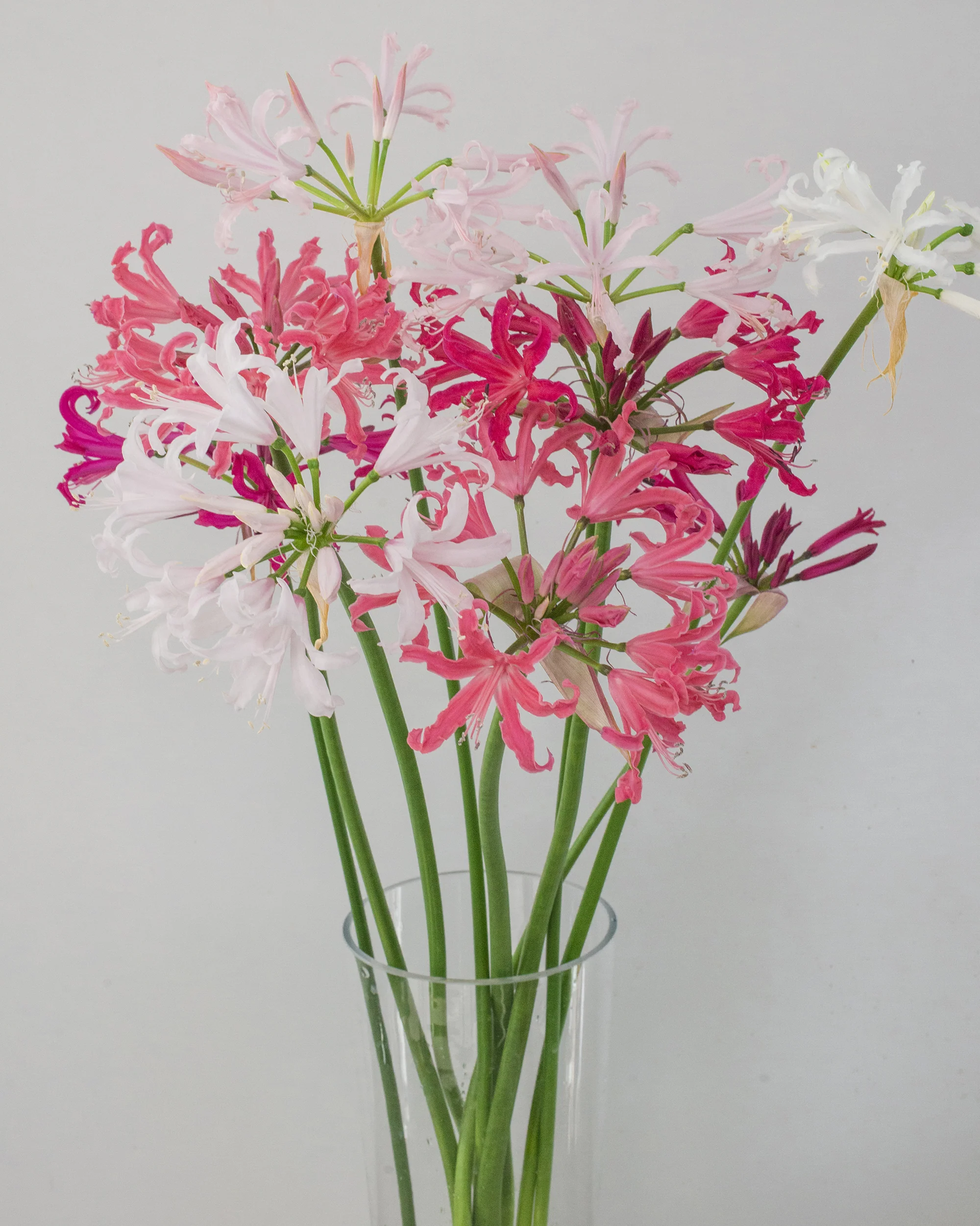 Nerine 'Select Breeders Mix' - Image 4