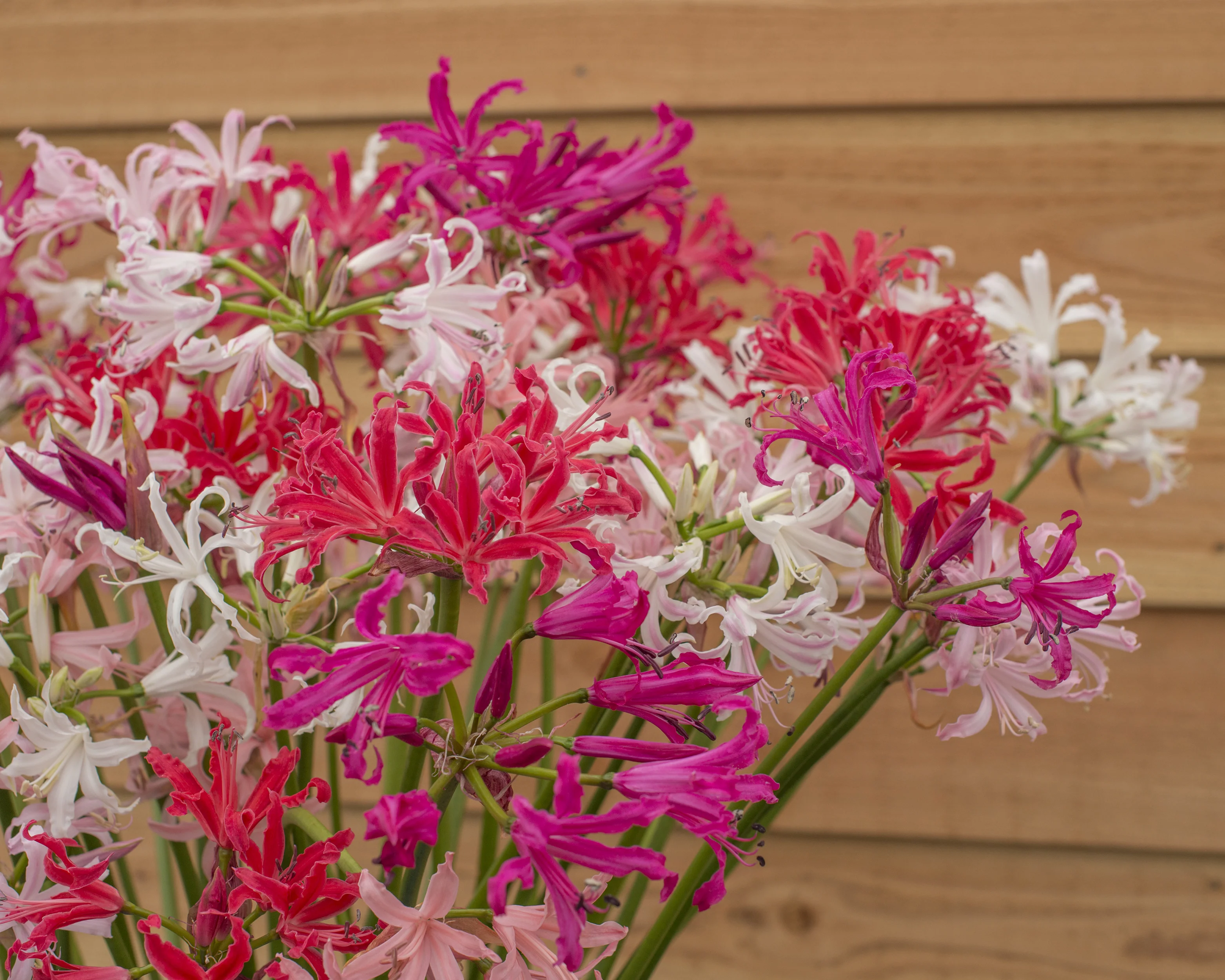 Nerine 'Select Breeders Mix' - Image 6