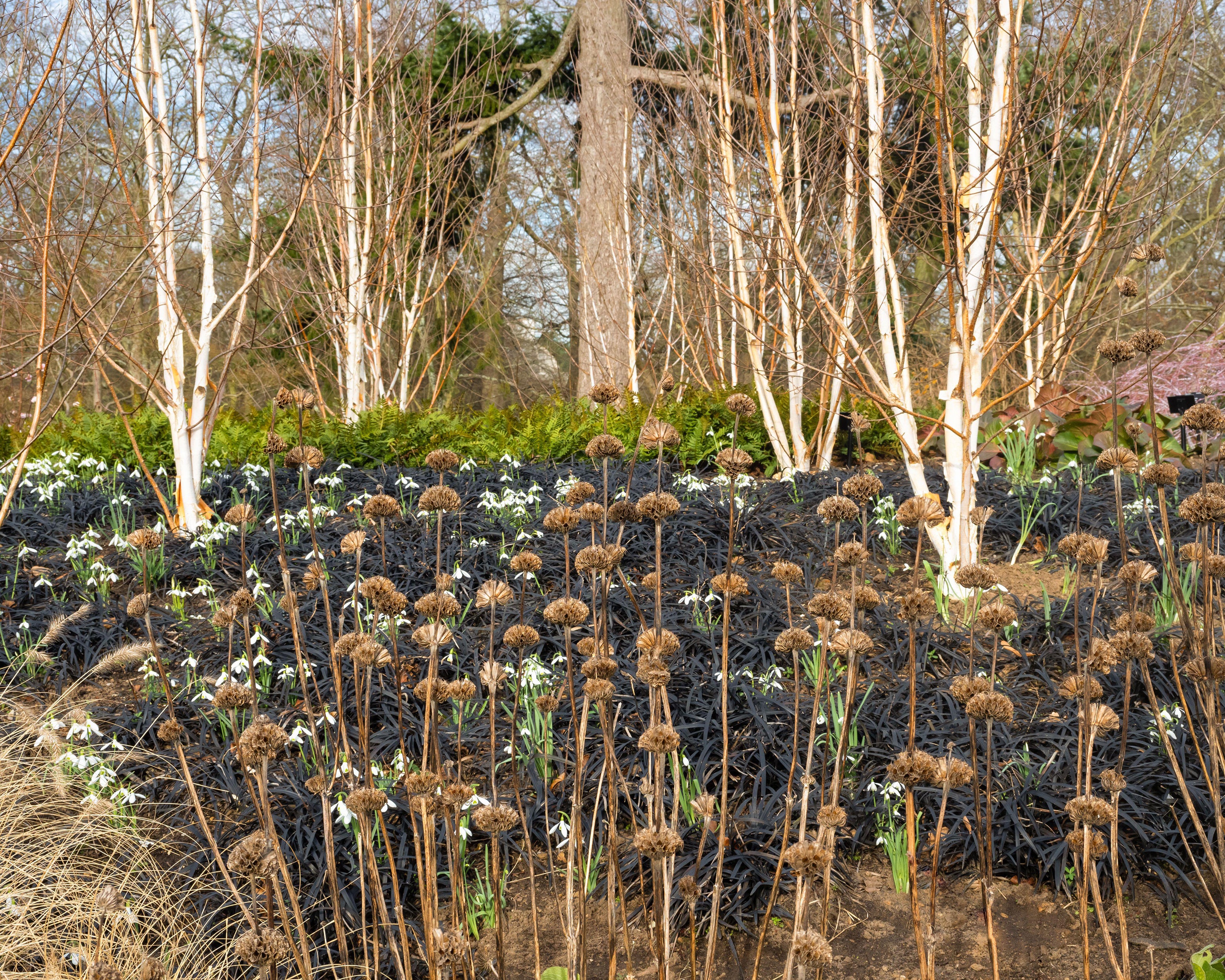 Ophiopogon 'Nigra' - Image 10