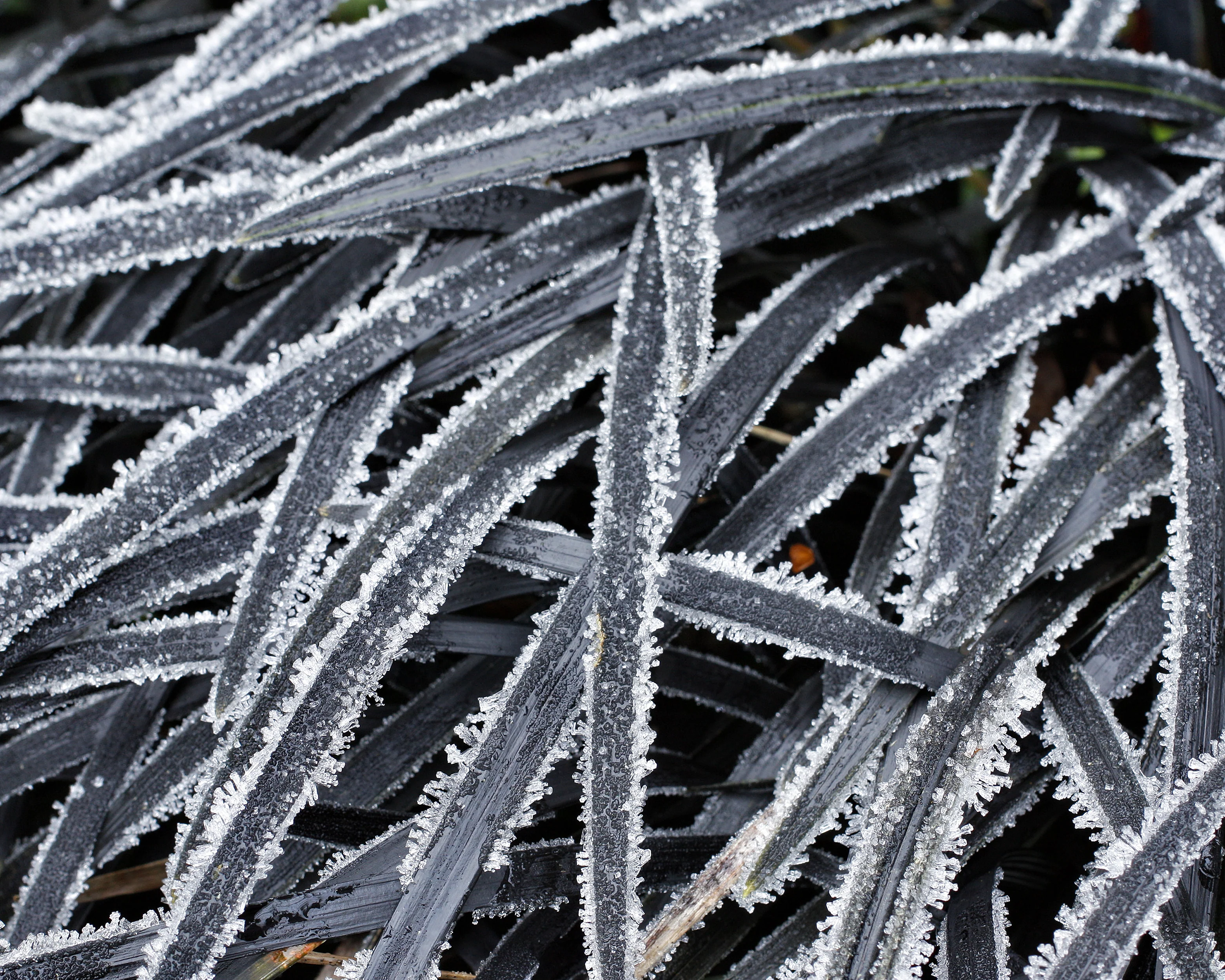 Ophiopogon 'Nigra' - Image 13