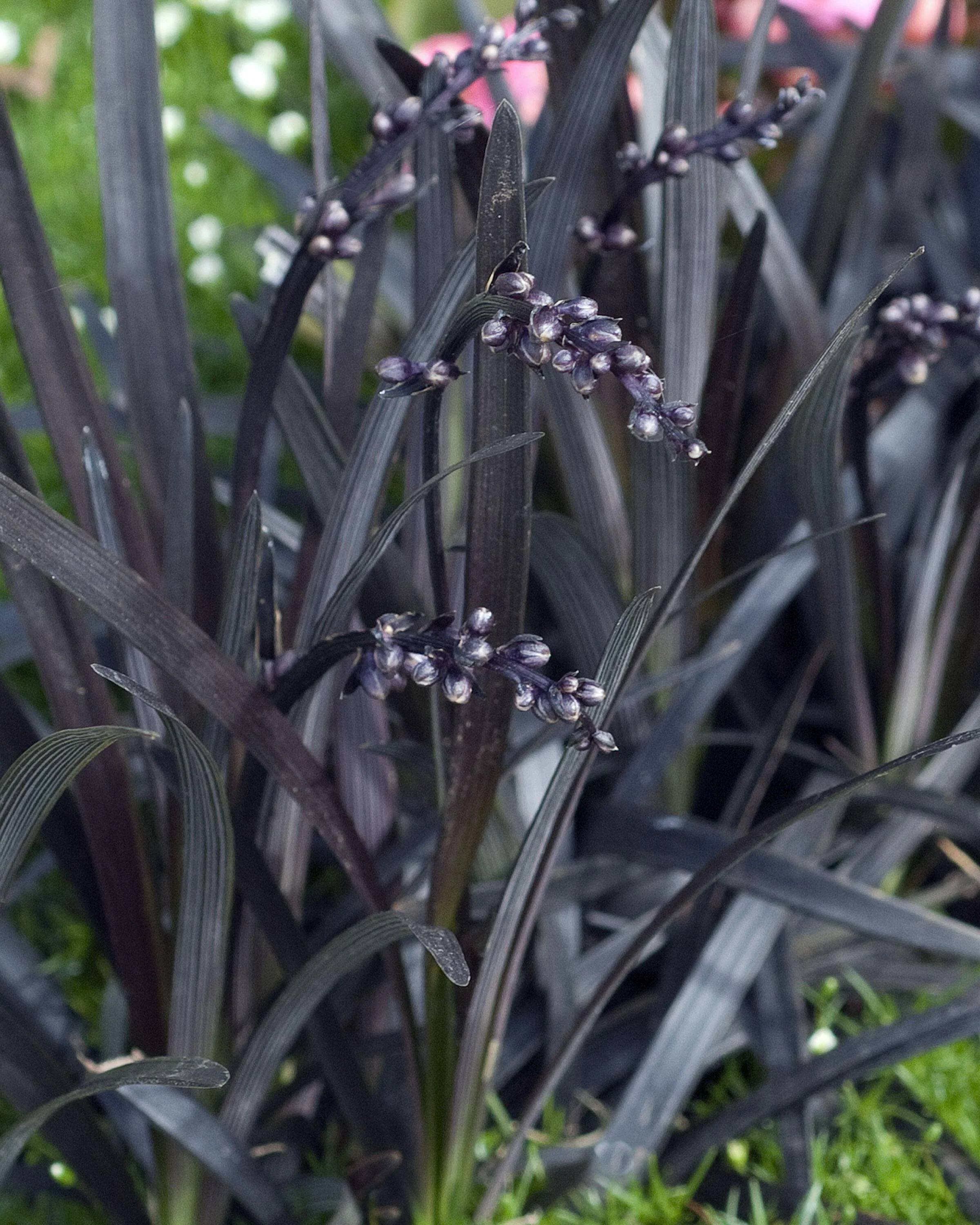 Ophiopogon 'Nigra' - Image 14