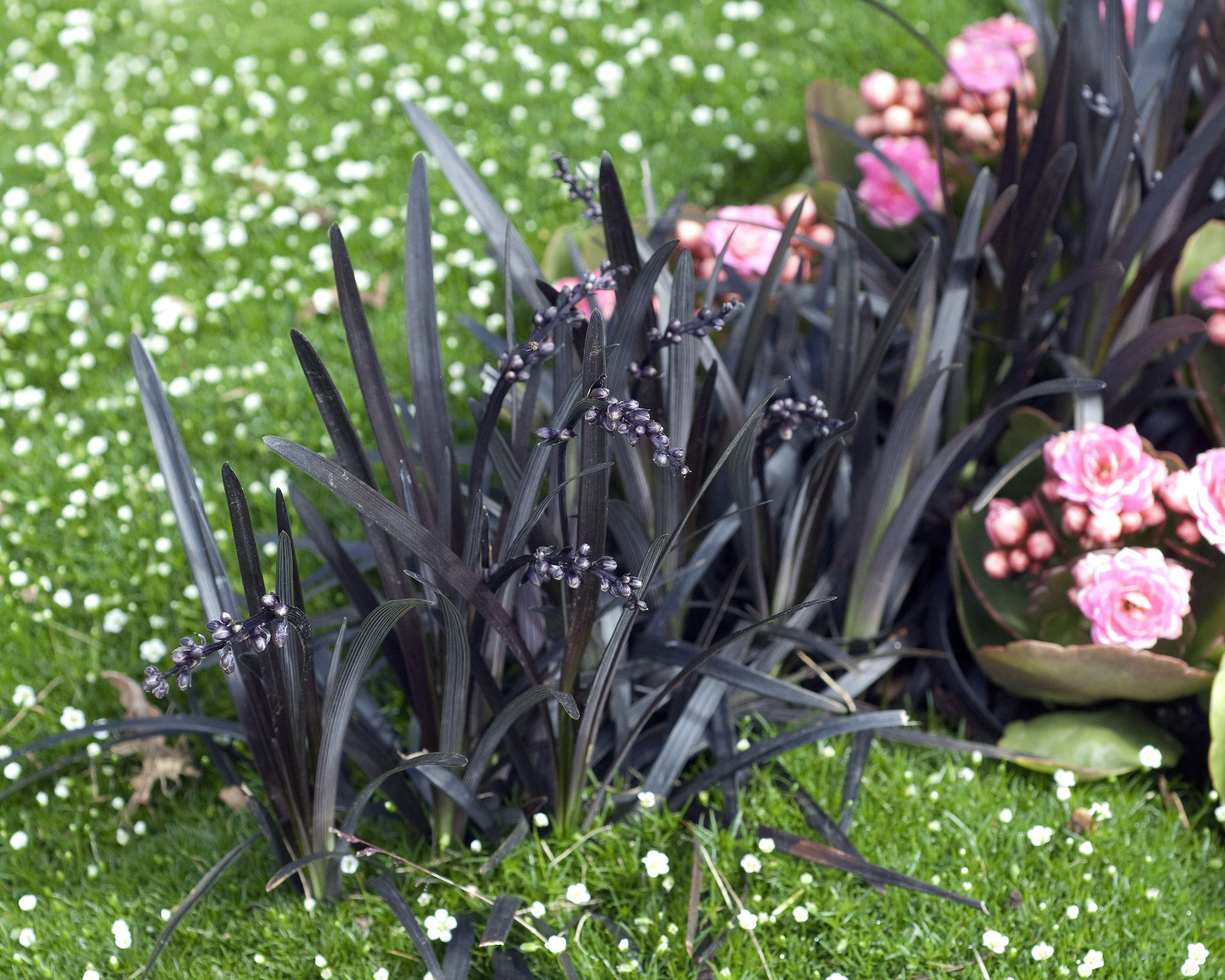 Ophiopogon 'Nigra' - Image 15