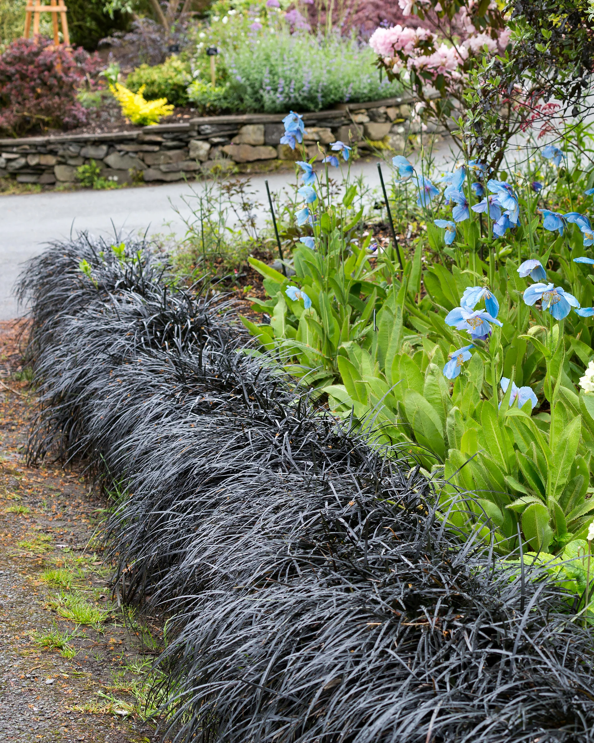 Ophiopogon 'Nigra' - Image 2