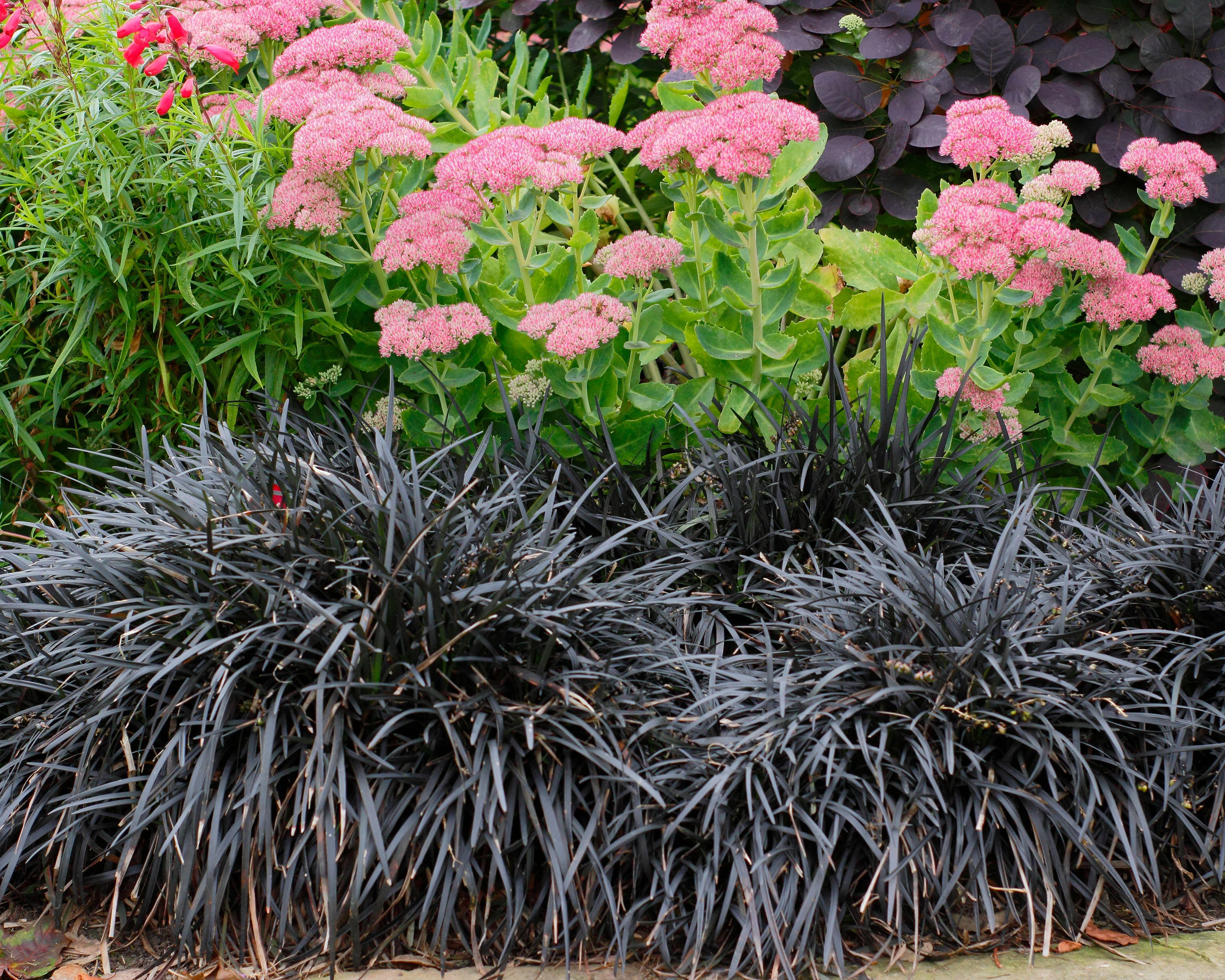Ophiopogon 'Nigra' - Image 3