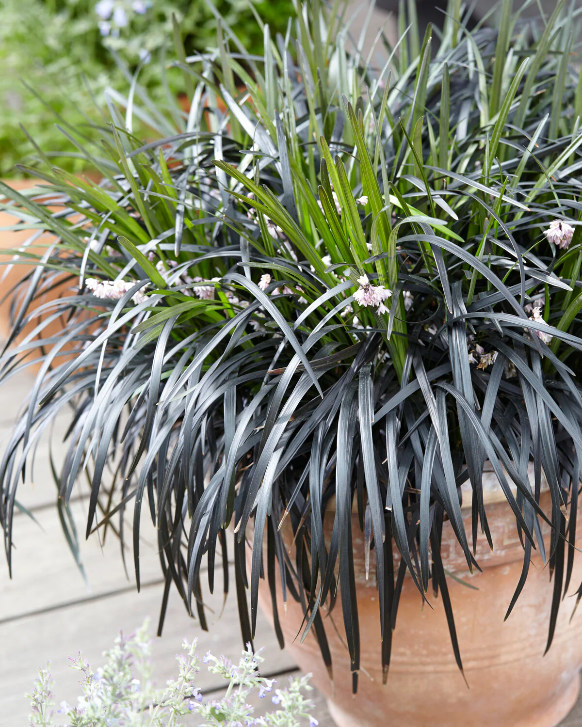 Ophiopogon 'Nigra' - Image 4