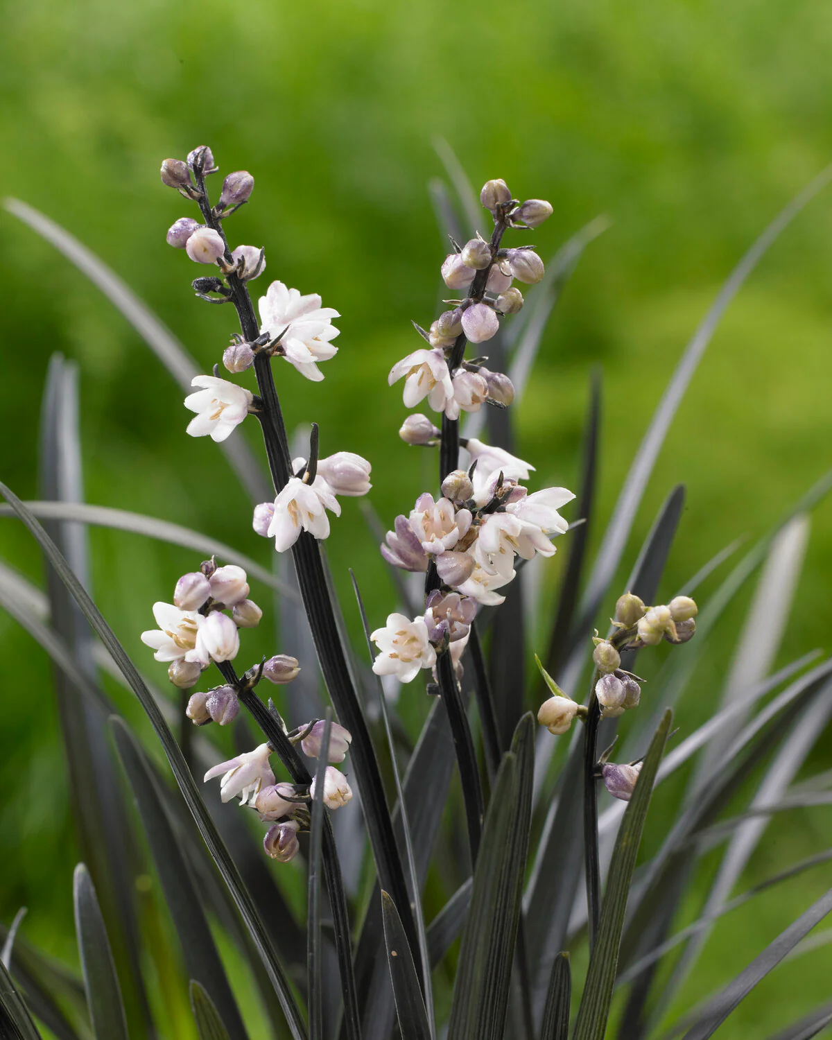 Ophiopogon 'Nigra' - Image 5