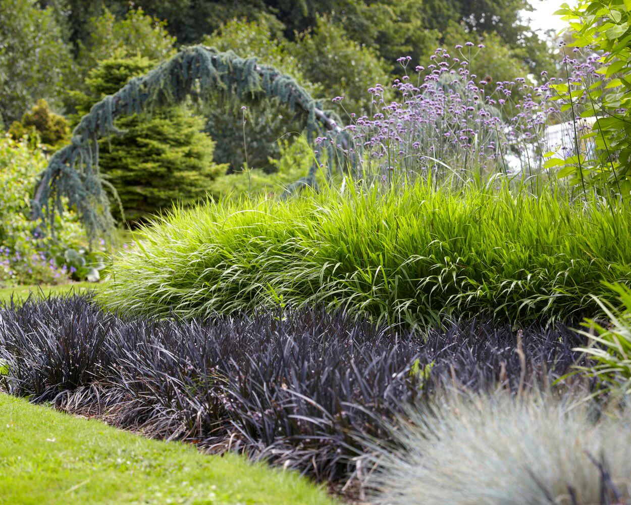 Ophiopogon 'Nigra' - Image 8