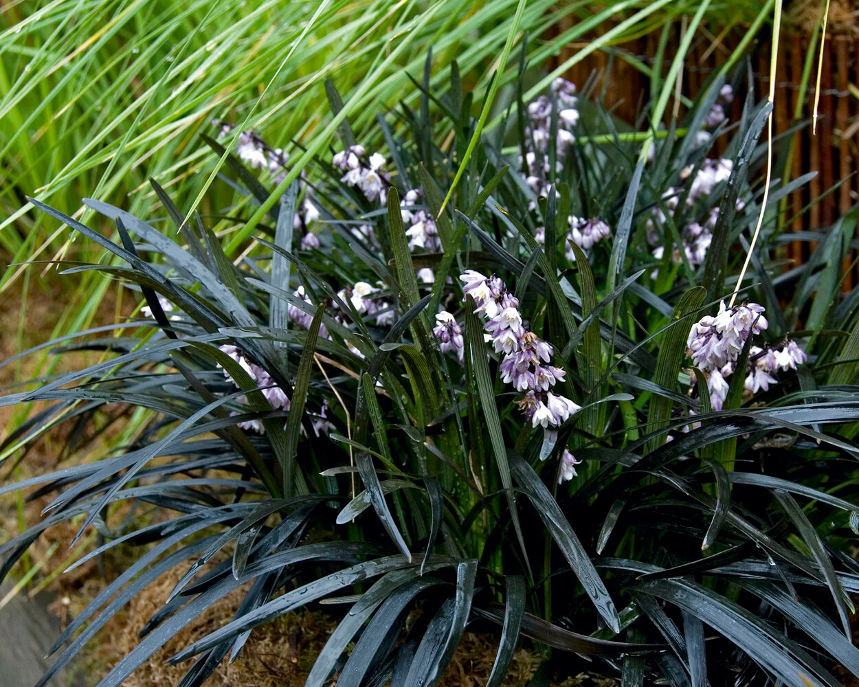 Ophiopogon 'Nigra' - Image 9