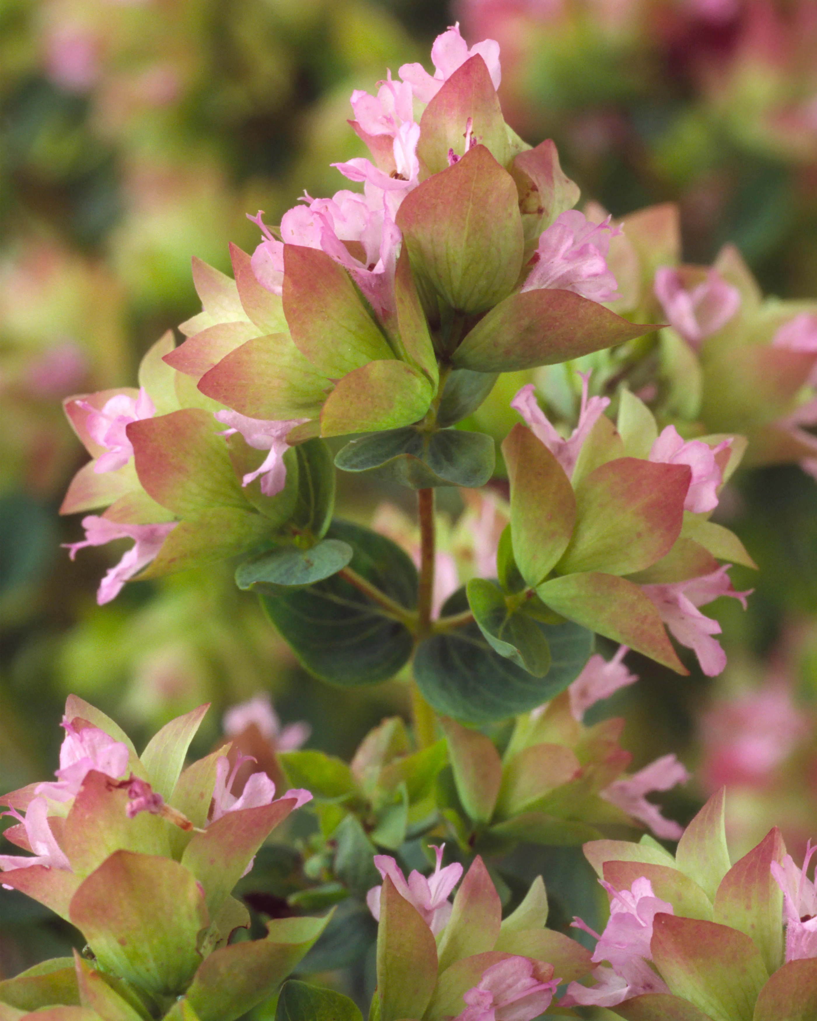 Origanum 'Dingle Fairy'