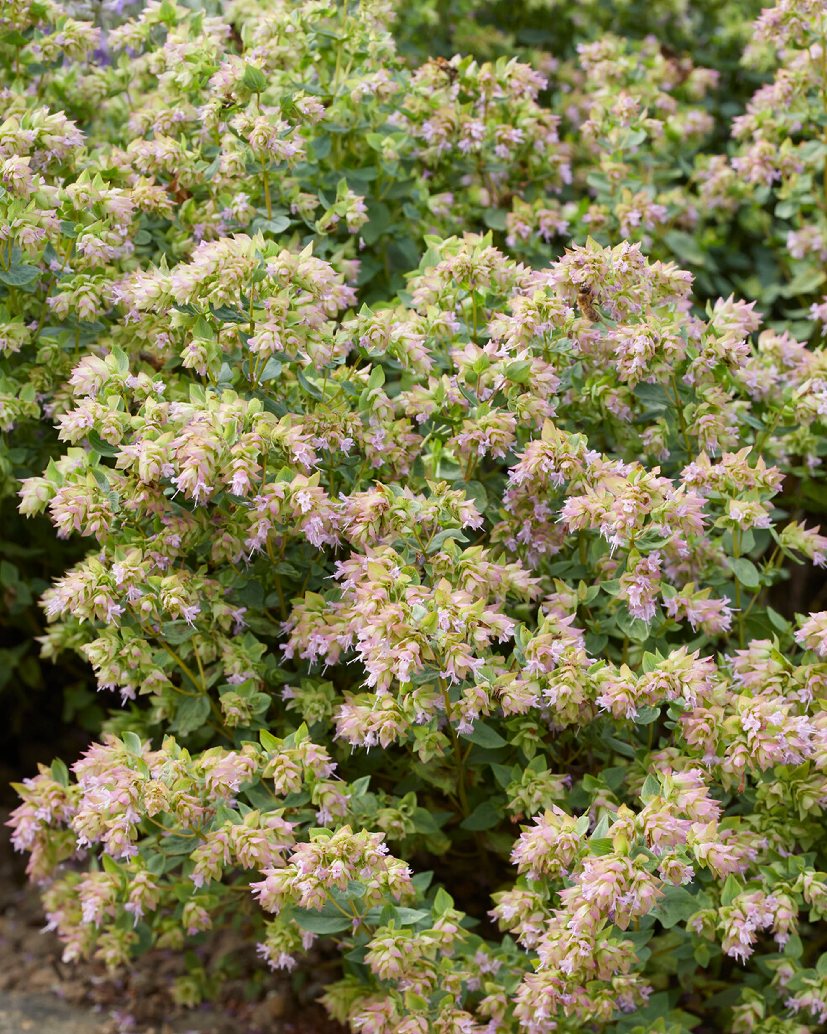 Origanum 'Dingle Fairy' - Image 2