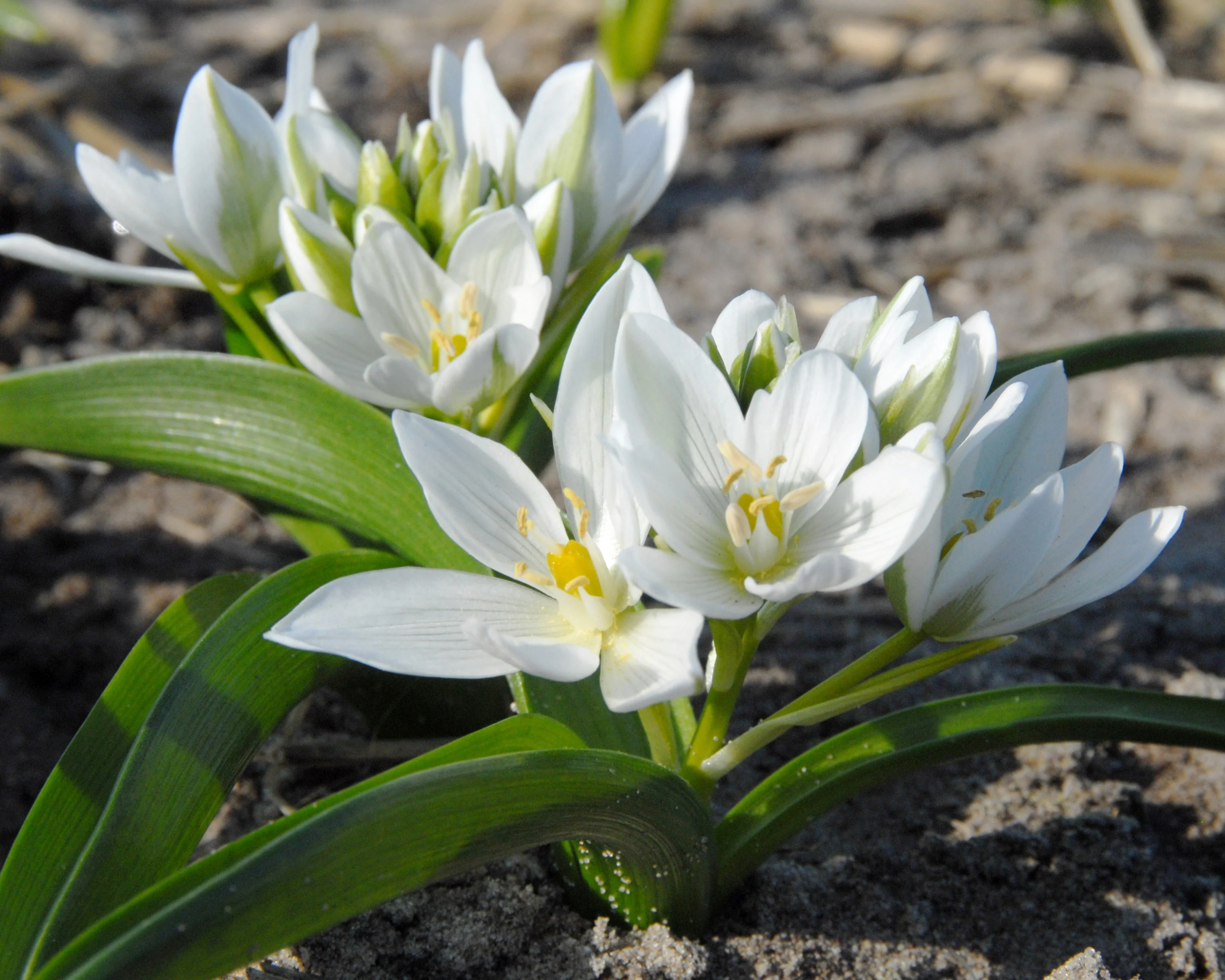 Ornithogalum oligophyllum - Image 11
