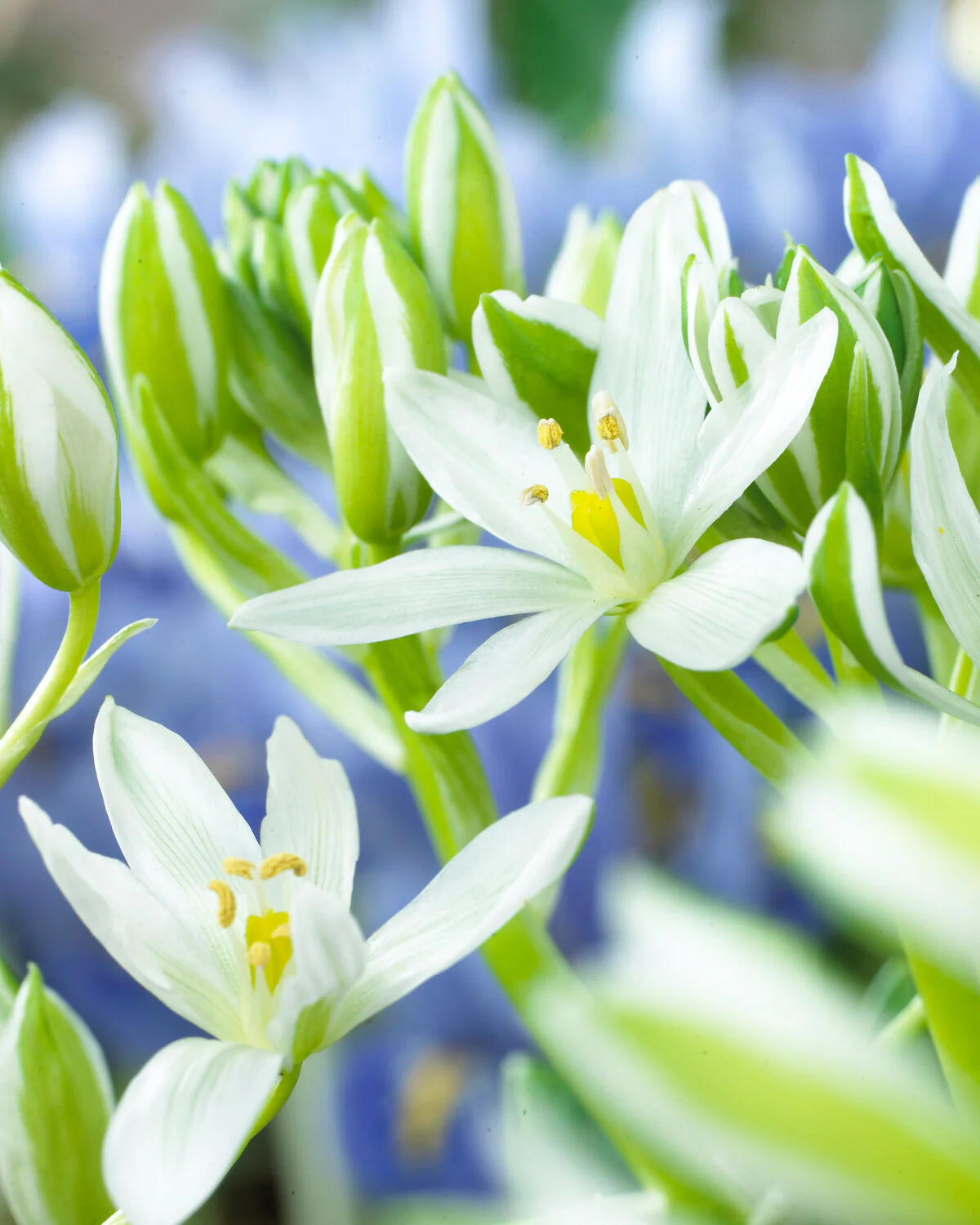 Ornithogalum oligophyllum - Image 12