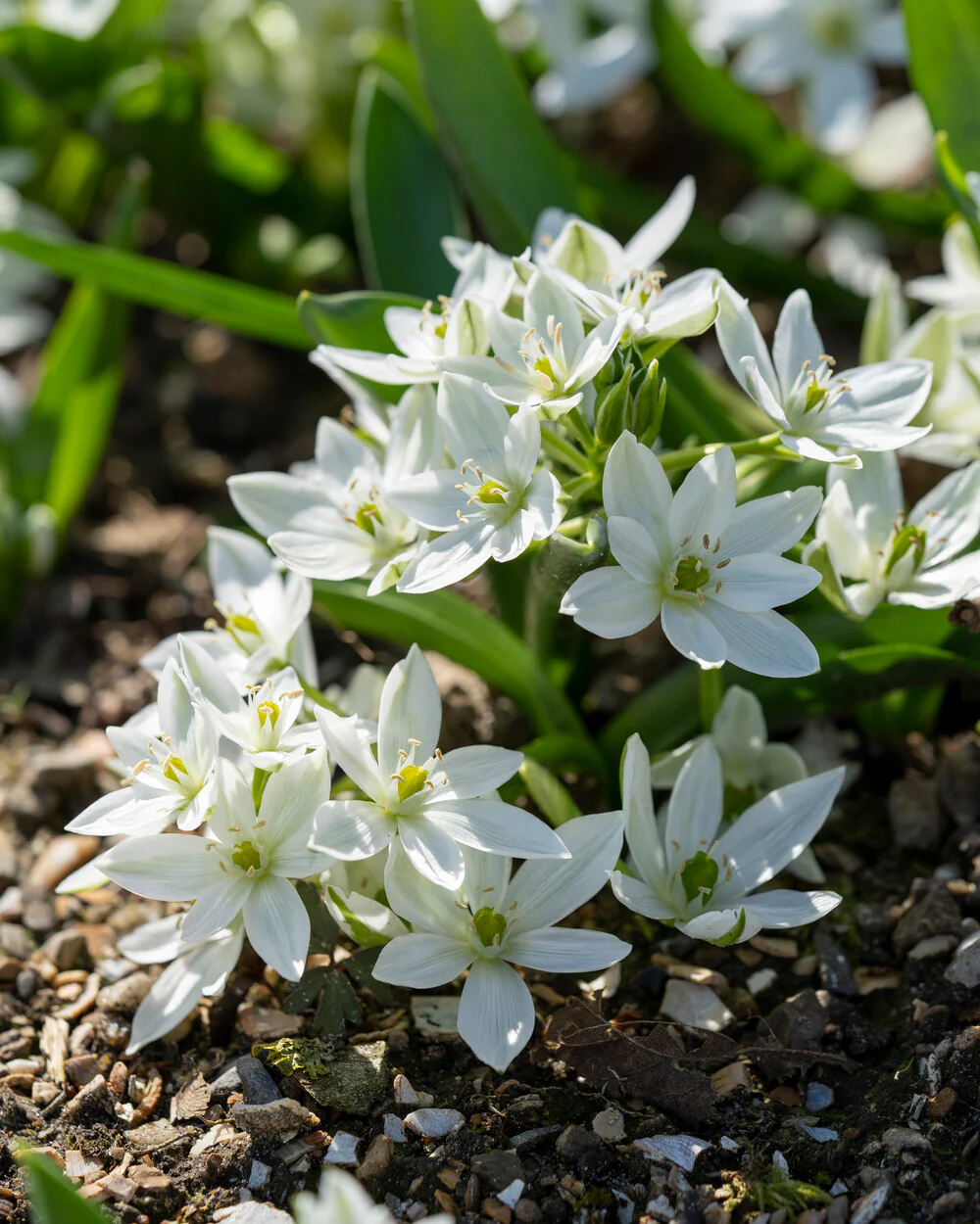 Ornithogalum oligophyllum - Image 2