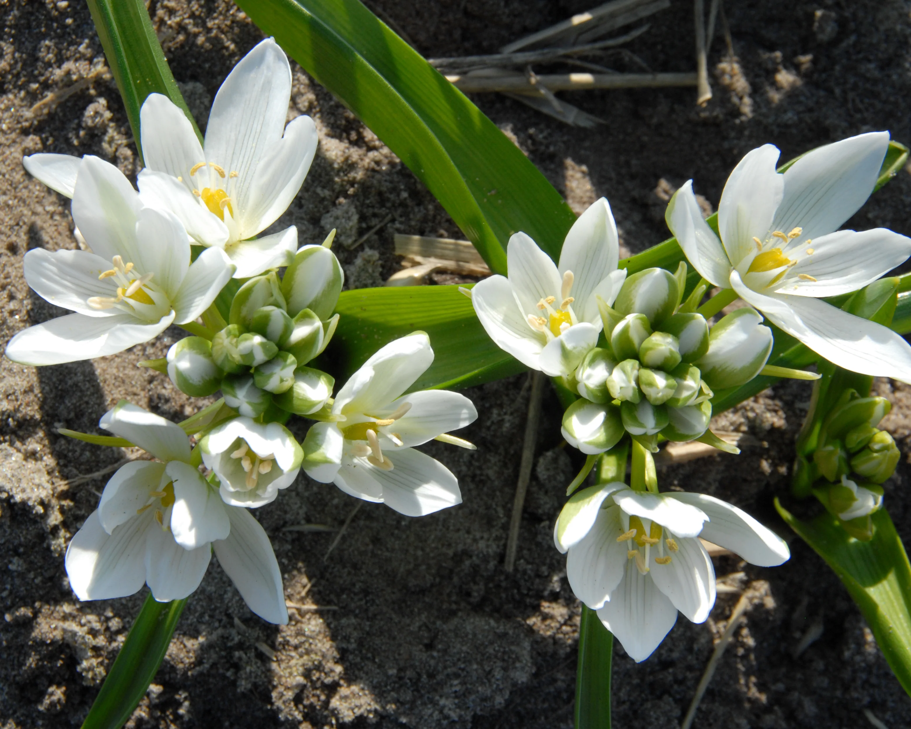 Ornithogalum oligophyllum - Image 4