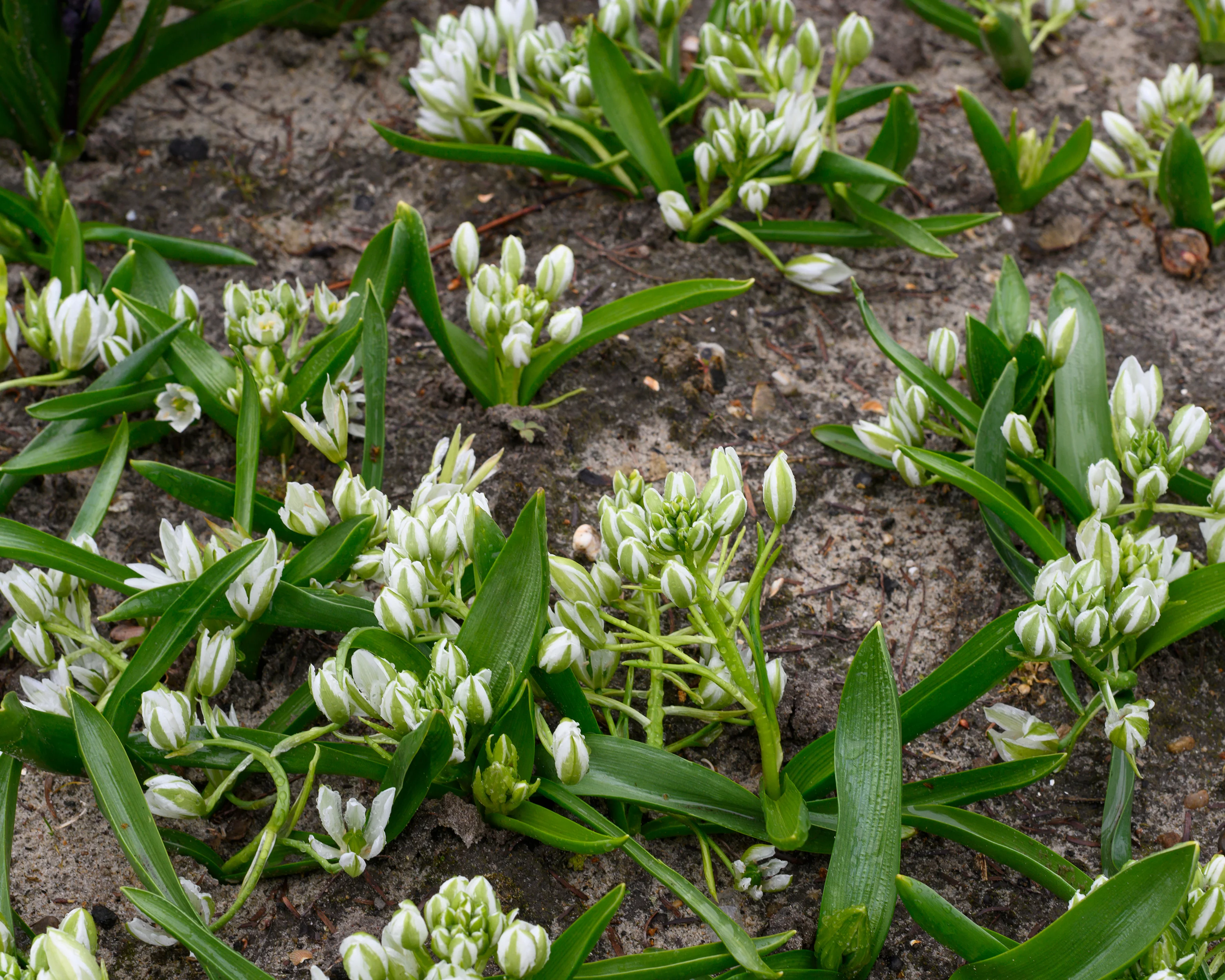 Ornithogalum oligophyllum - Image 5