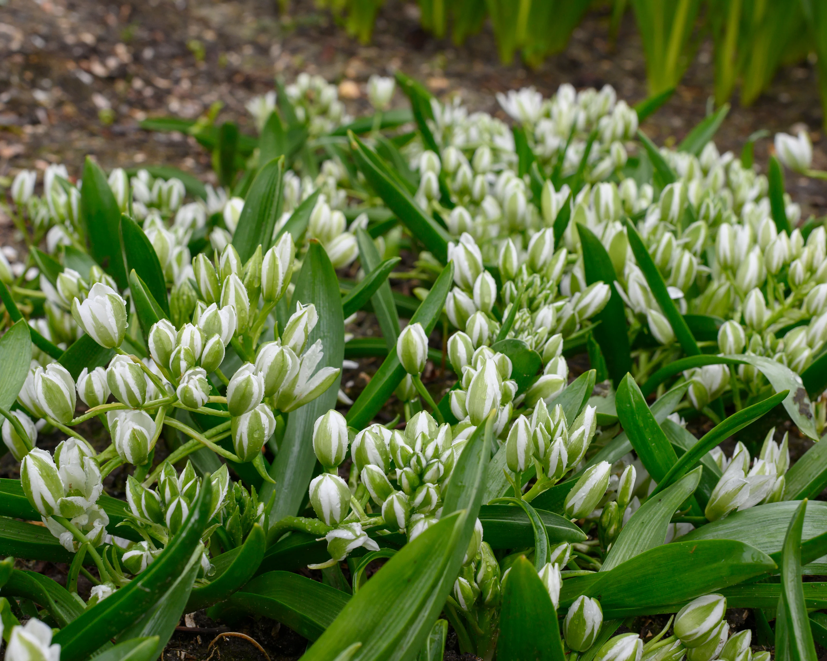 Ornithogalum oligophyllum - Image 6