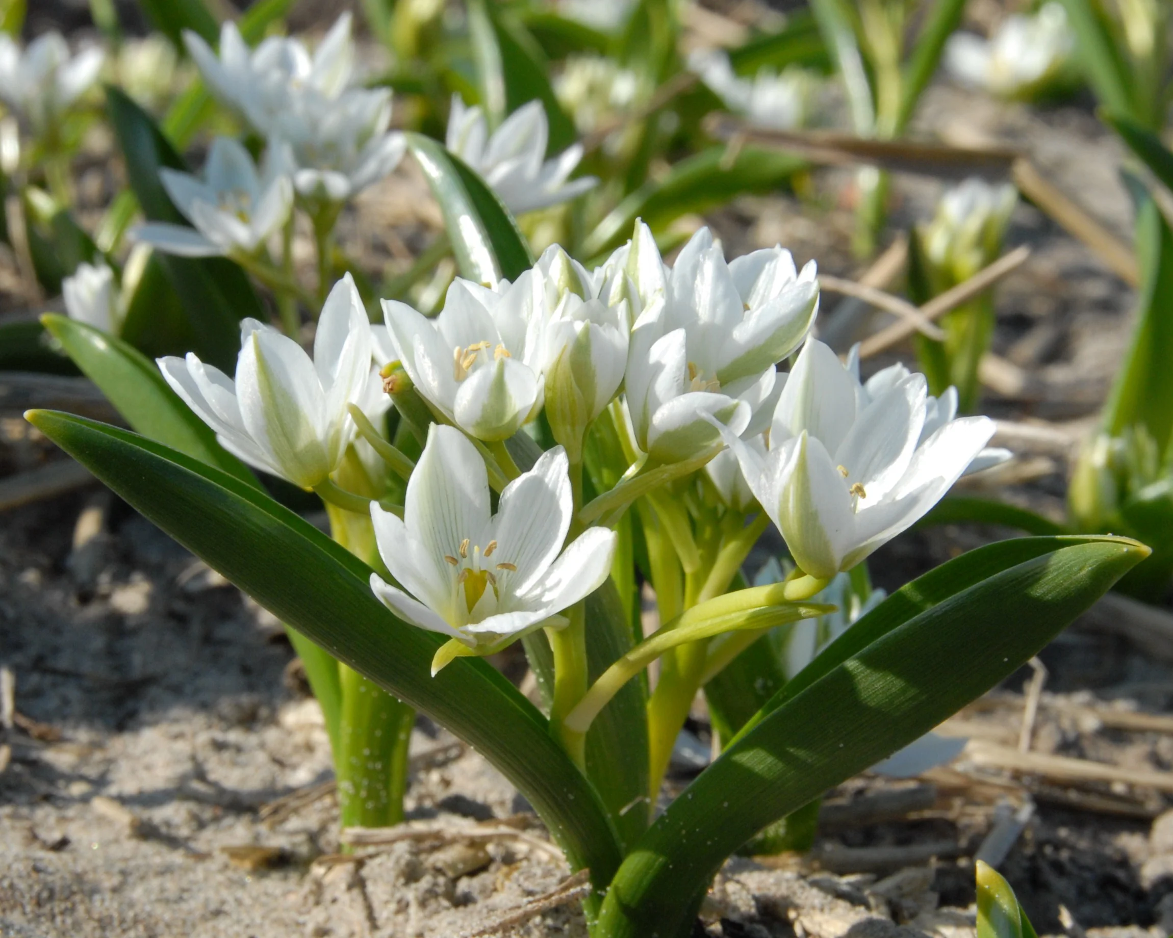 Ornithogalum oligophyllum - Image 8