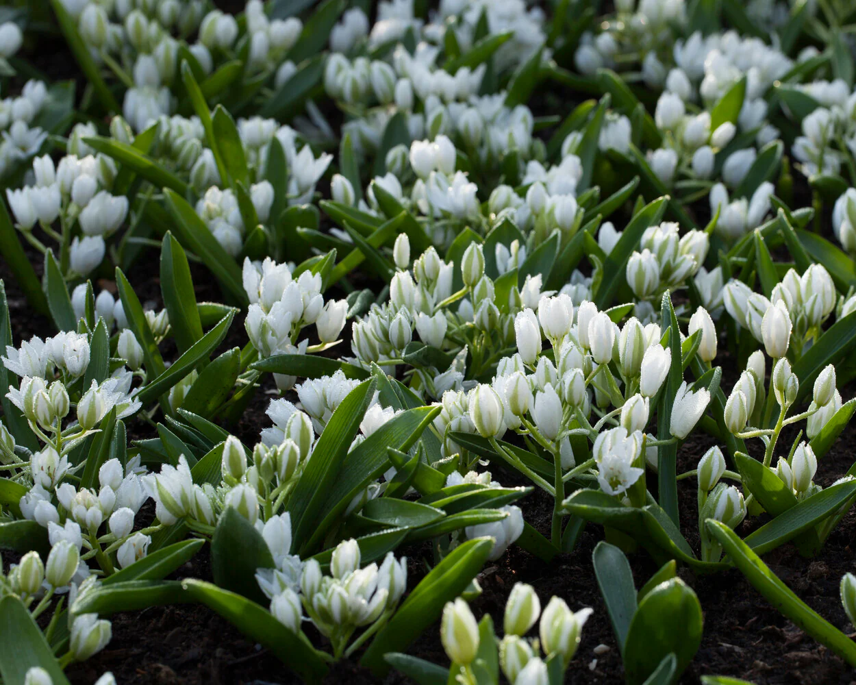 Ornithogalum oligophyllum - Image 9