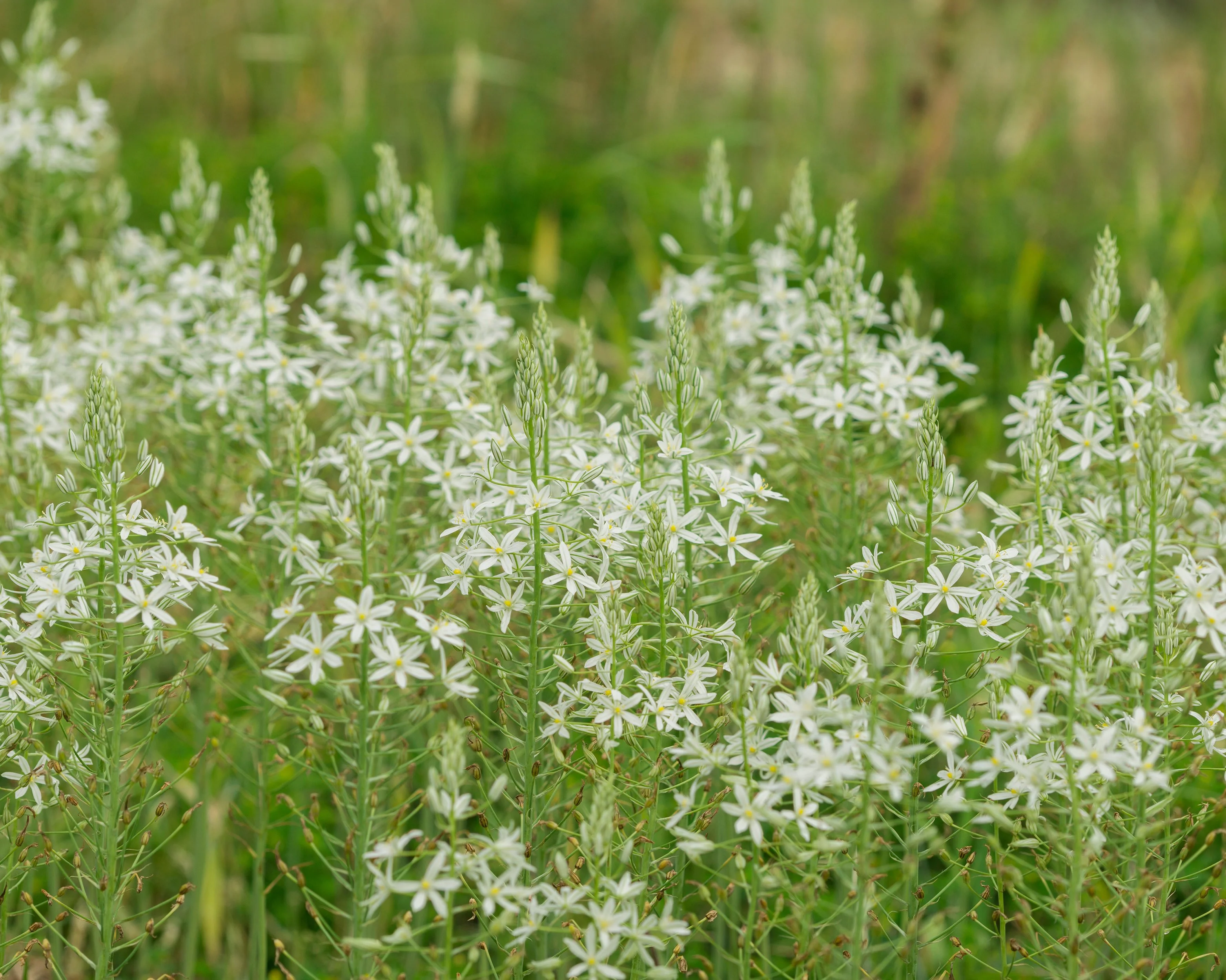 Ornithogalum 'Sochi' - Image 3
